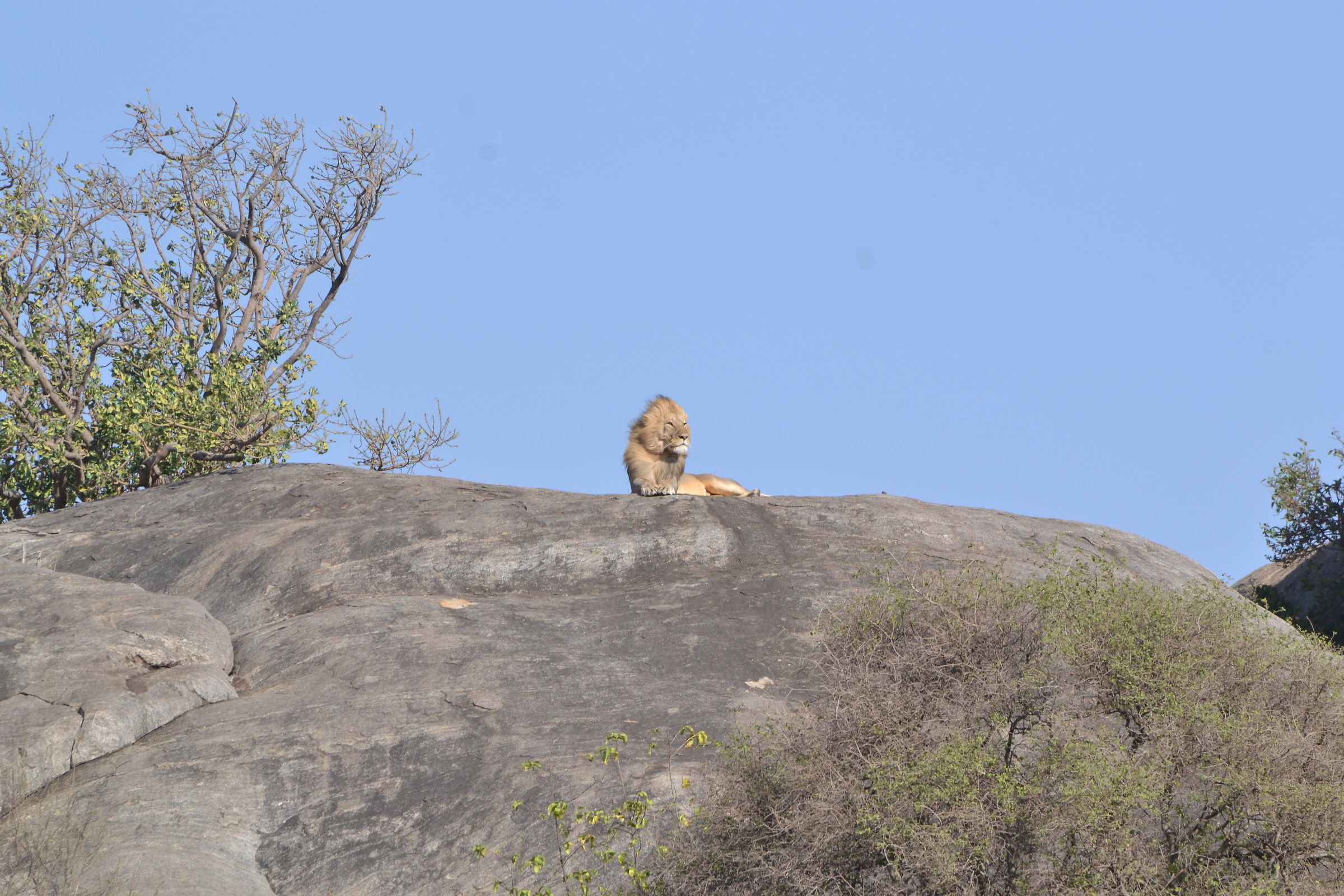 Lion in the wind