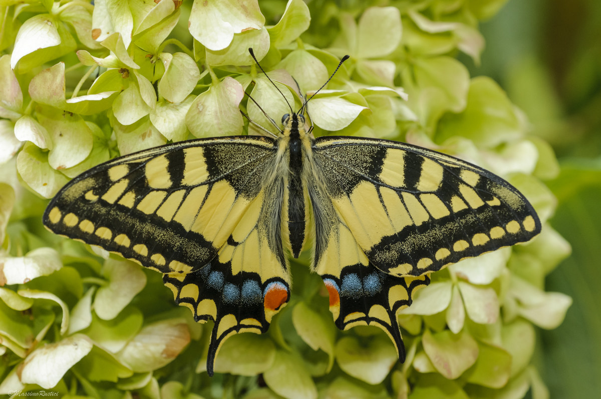 Papilio machaon