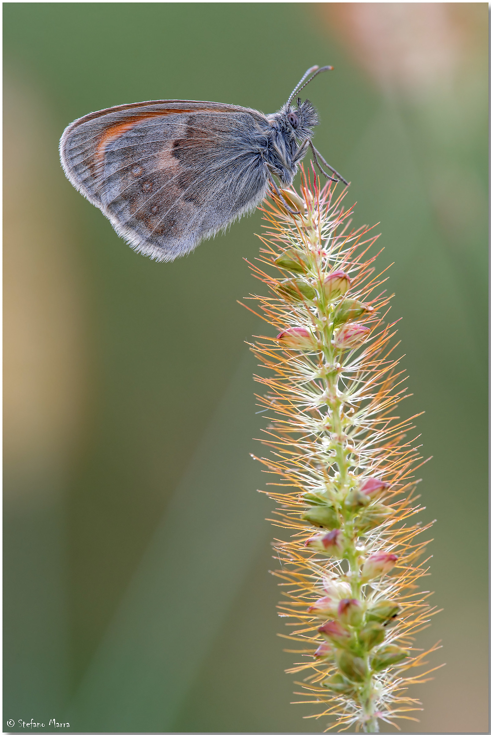 Coenonympha pamphilus