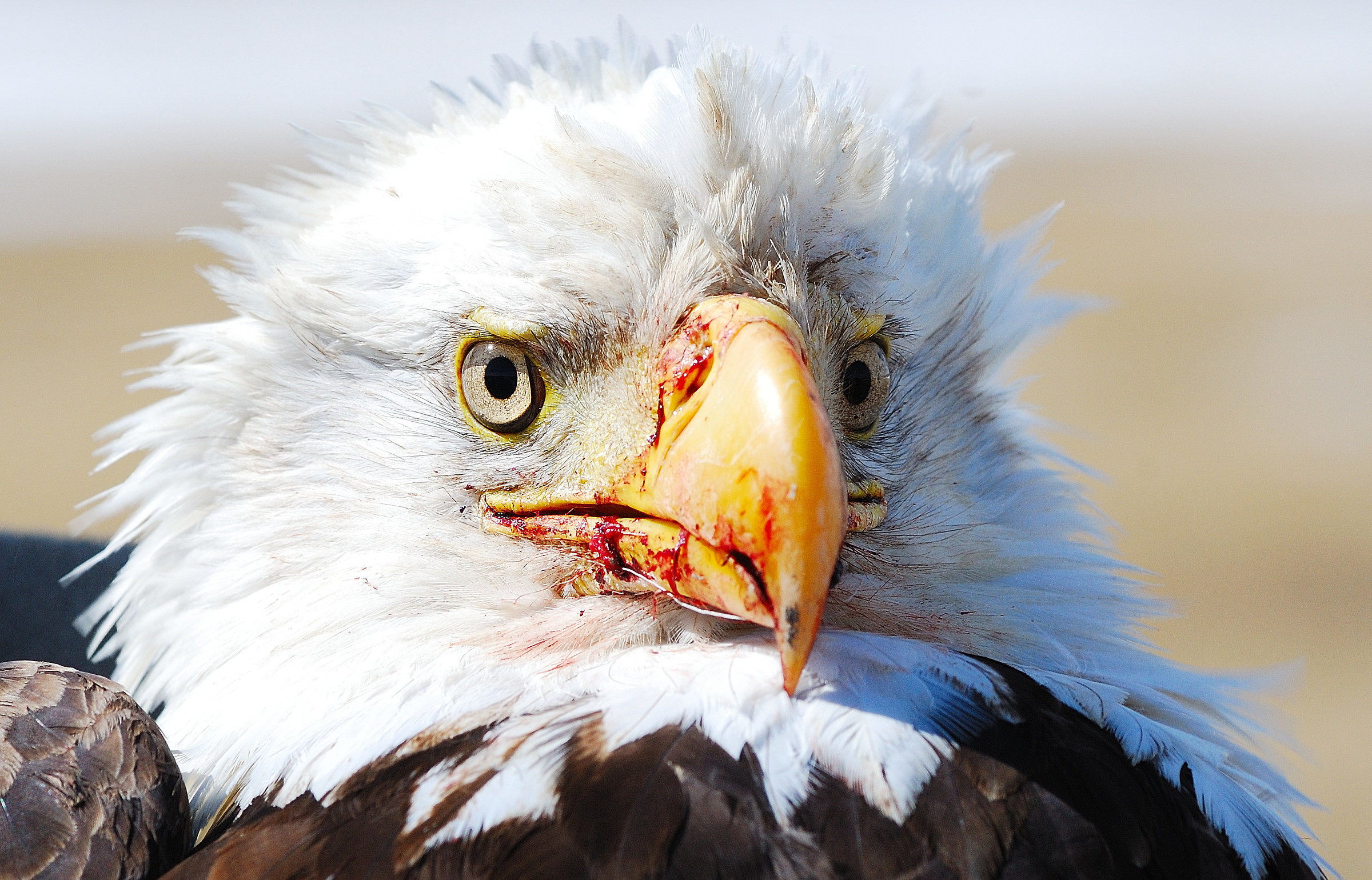 Bald eagle caught and released