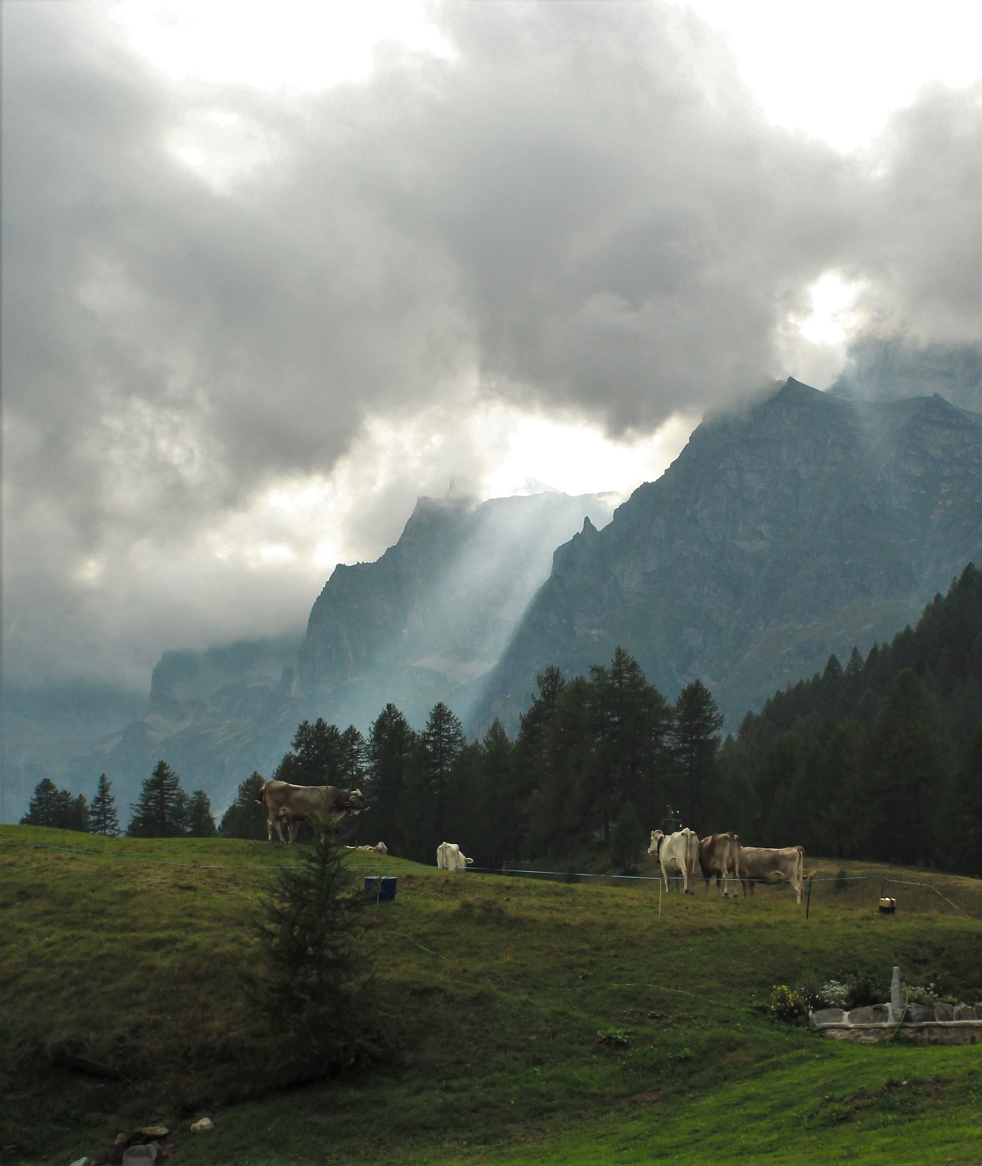 M'illumino d'immenso
