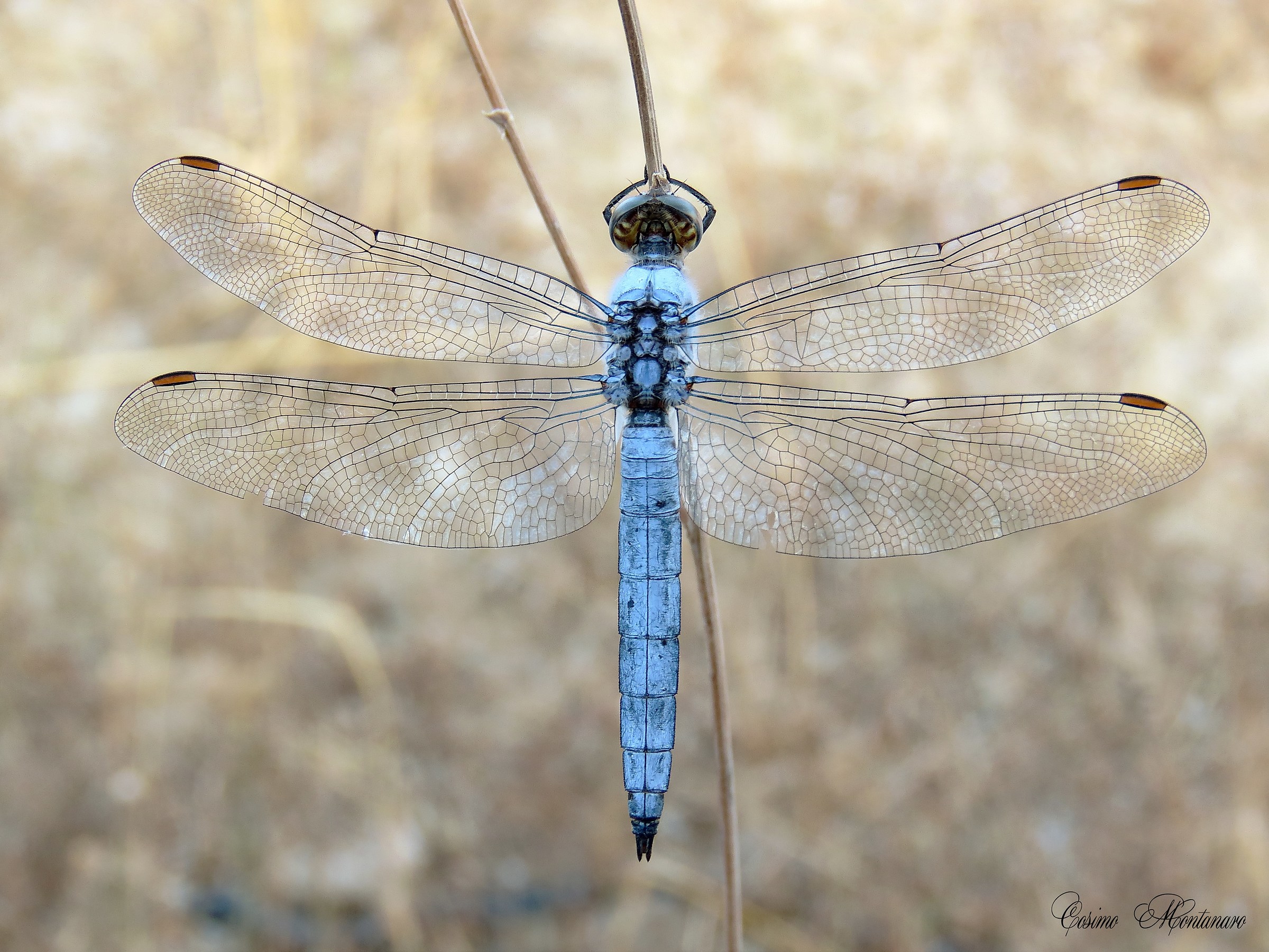 Orthetrum brunneum