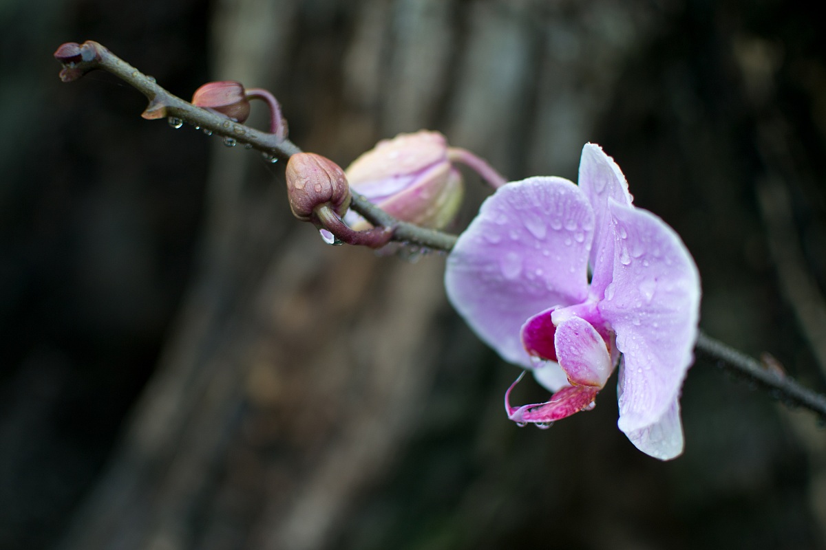 orchidea