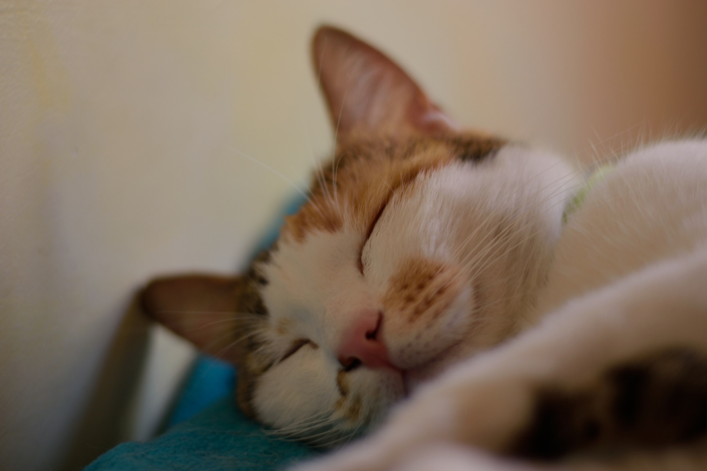 Piccolo finto angioletto