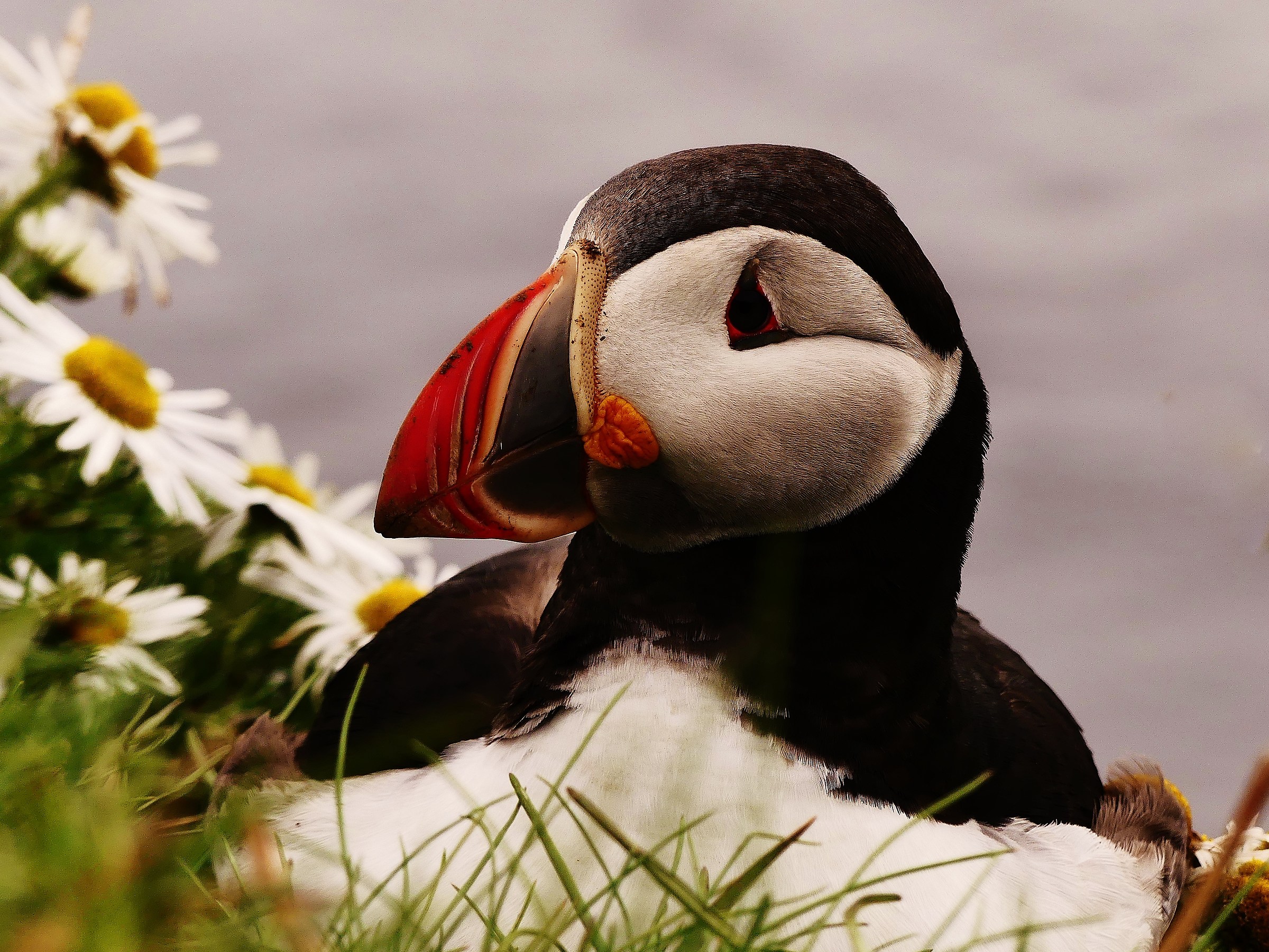 Hidden among the daisies!