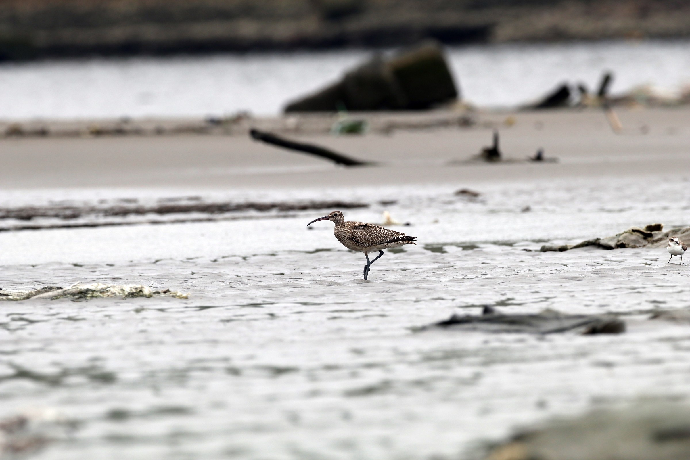 Whimbrel