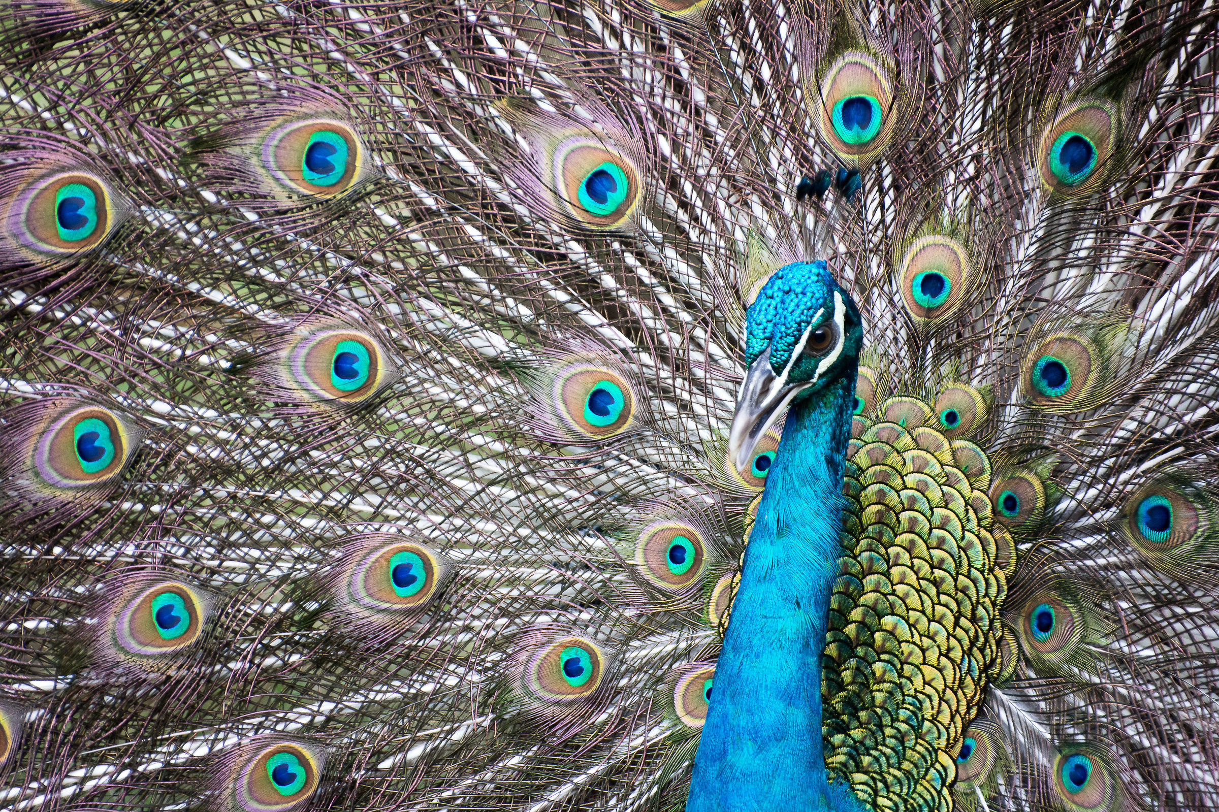 Peacock in courtship