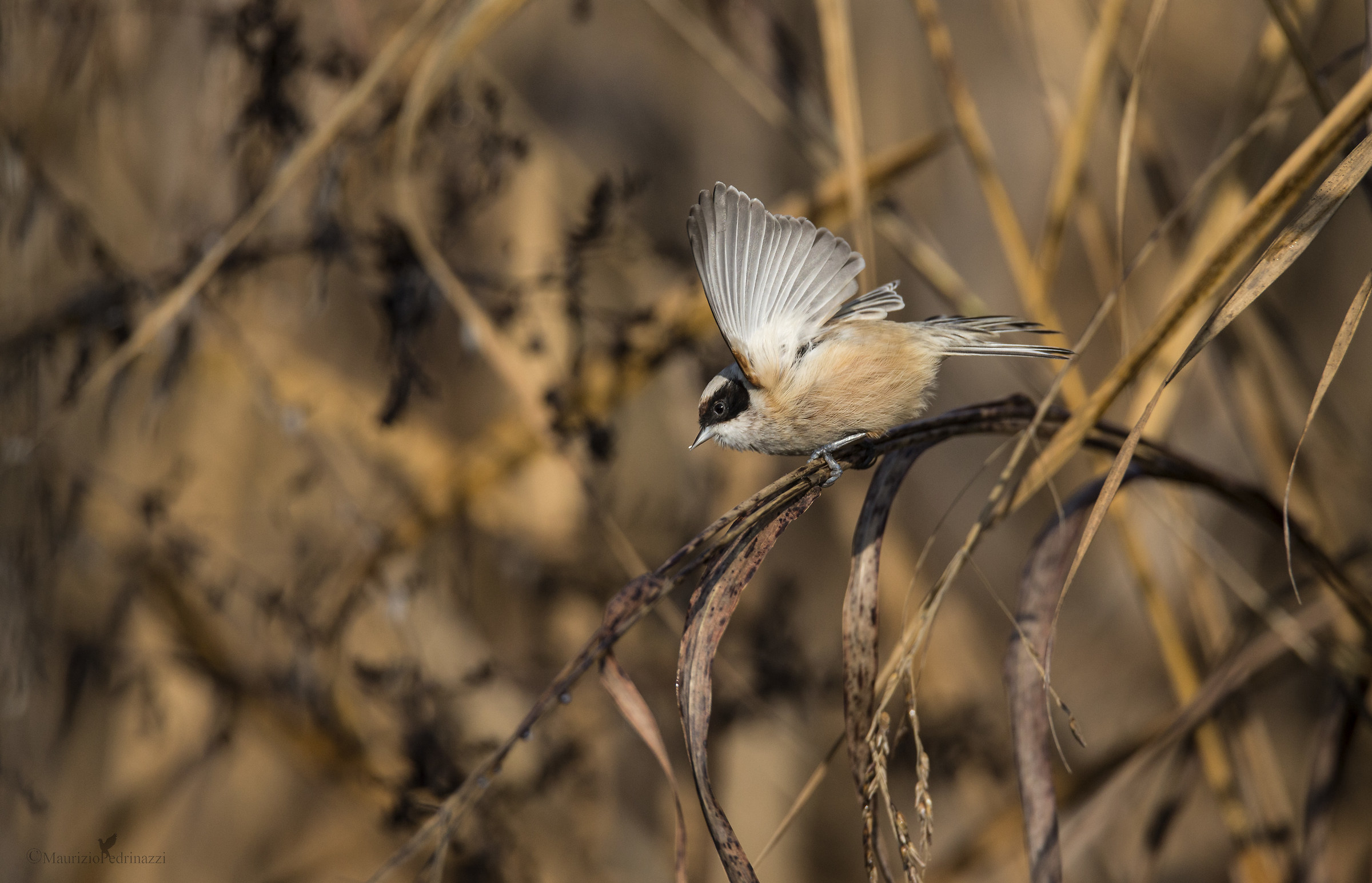 Remiz pendulinus.Pendolino