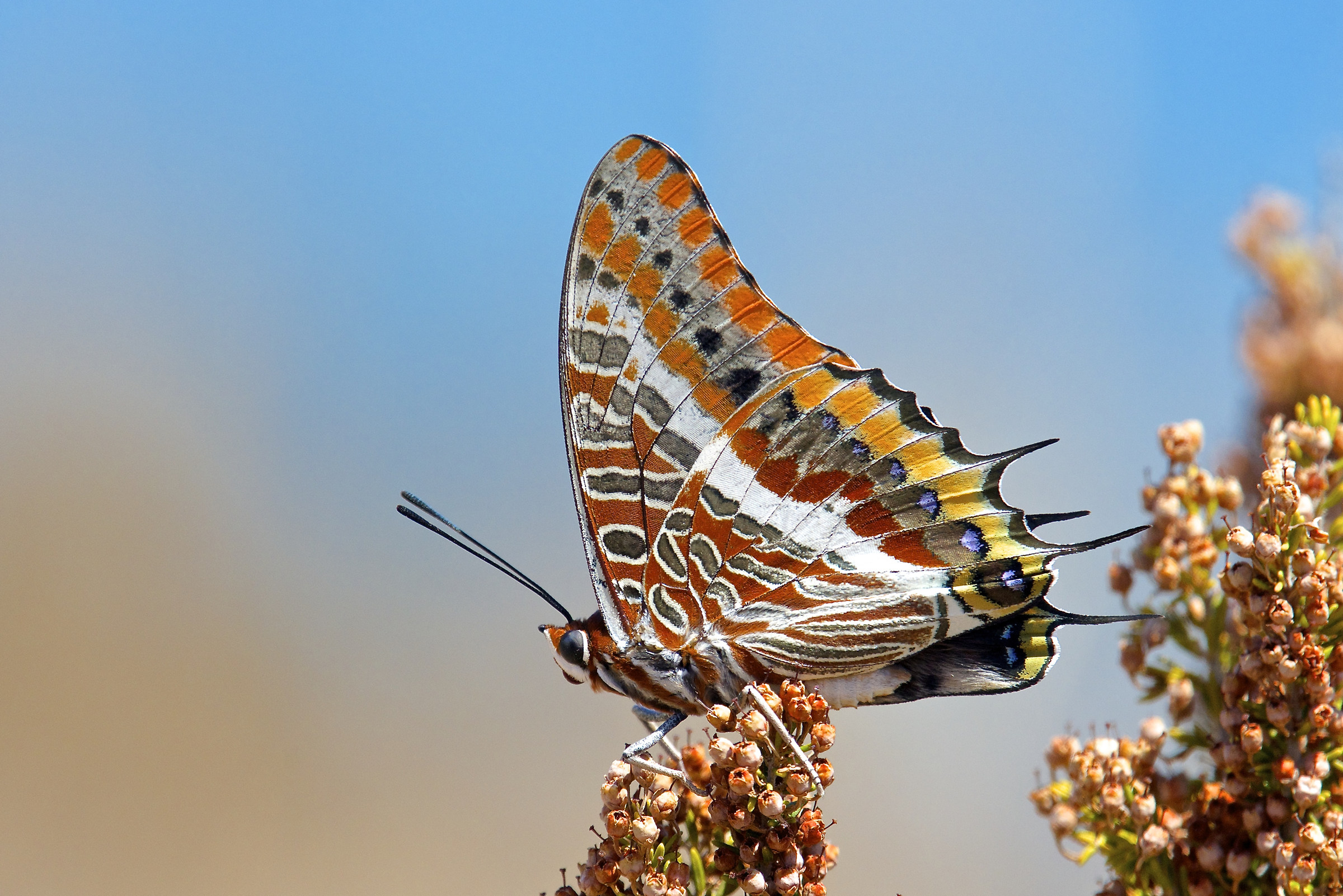 Charaxes jasius