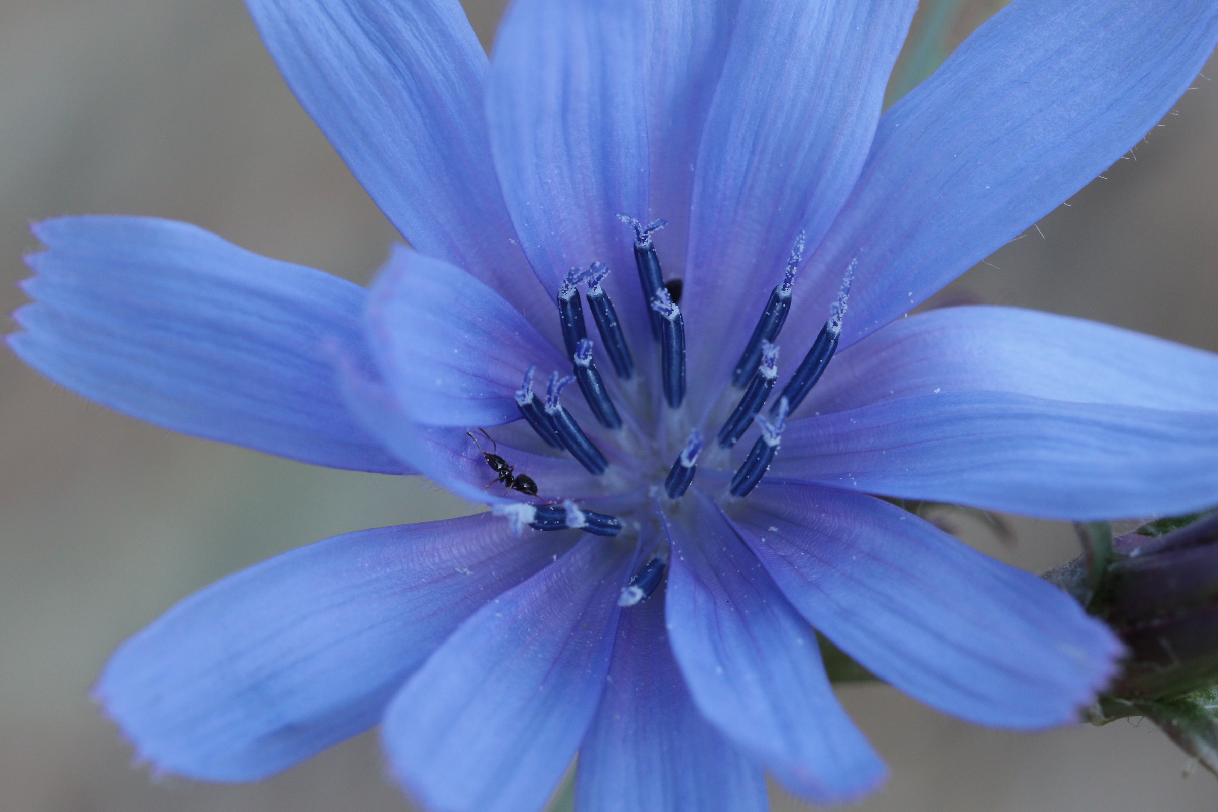 Little Solitary Explorer