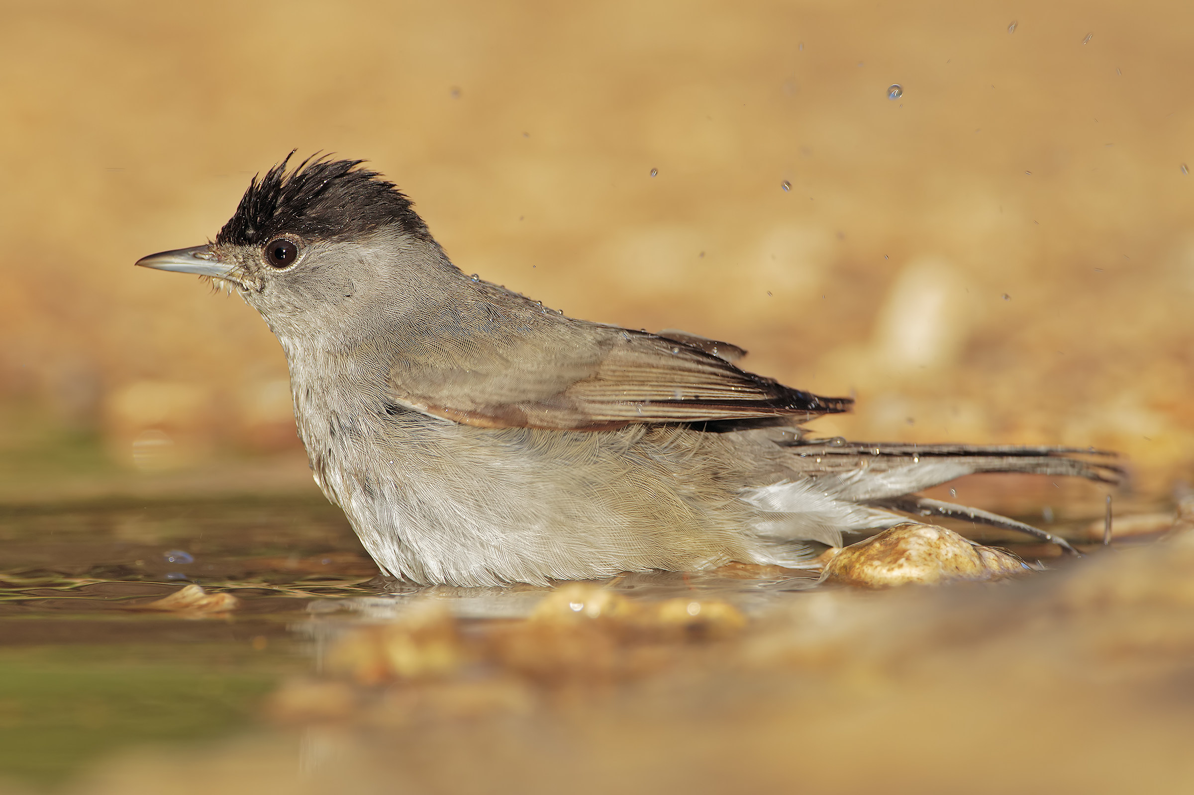 Blackcap