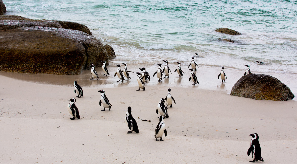 Pinguini Africani (Sphenicus Demersus)