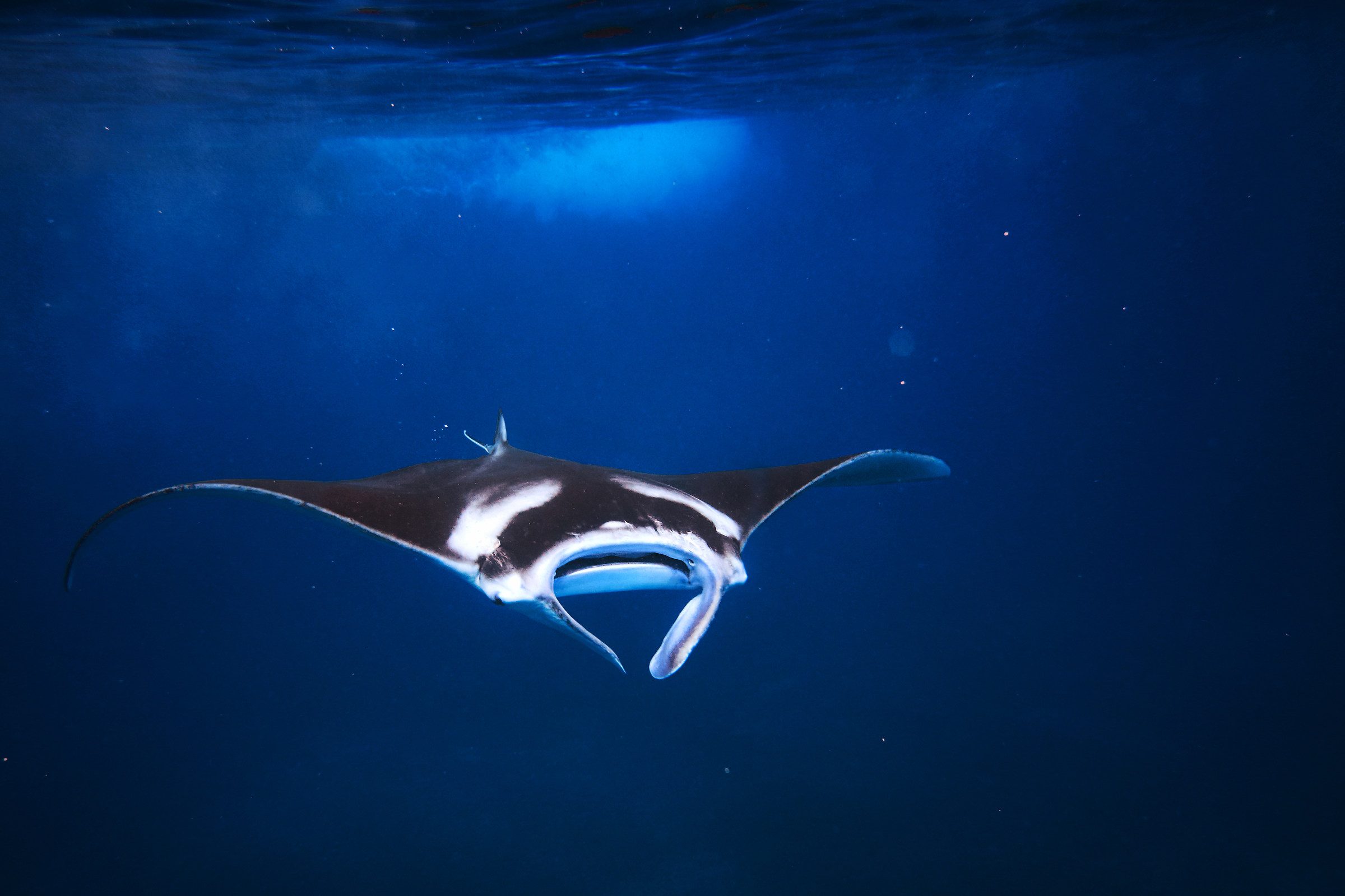 Free diving con la Manta