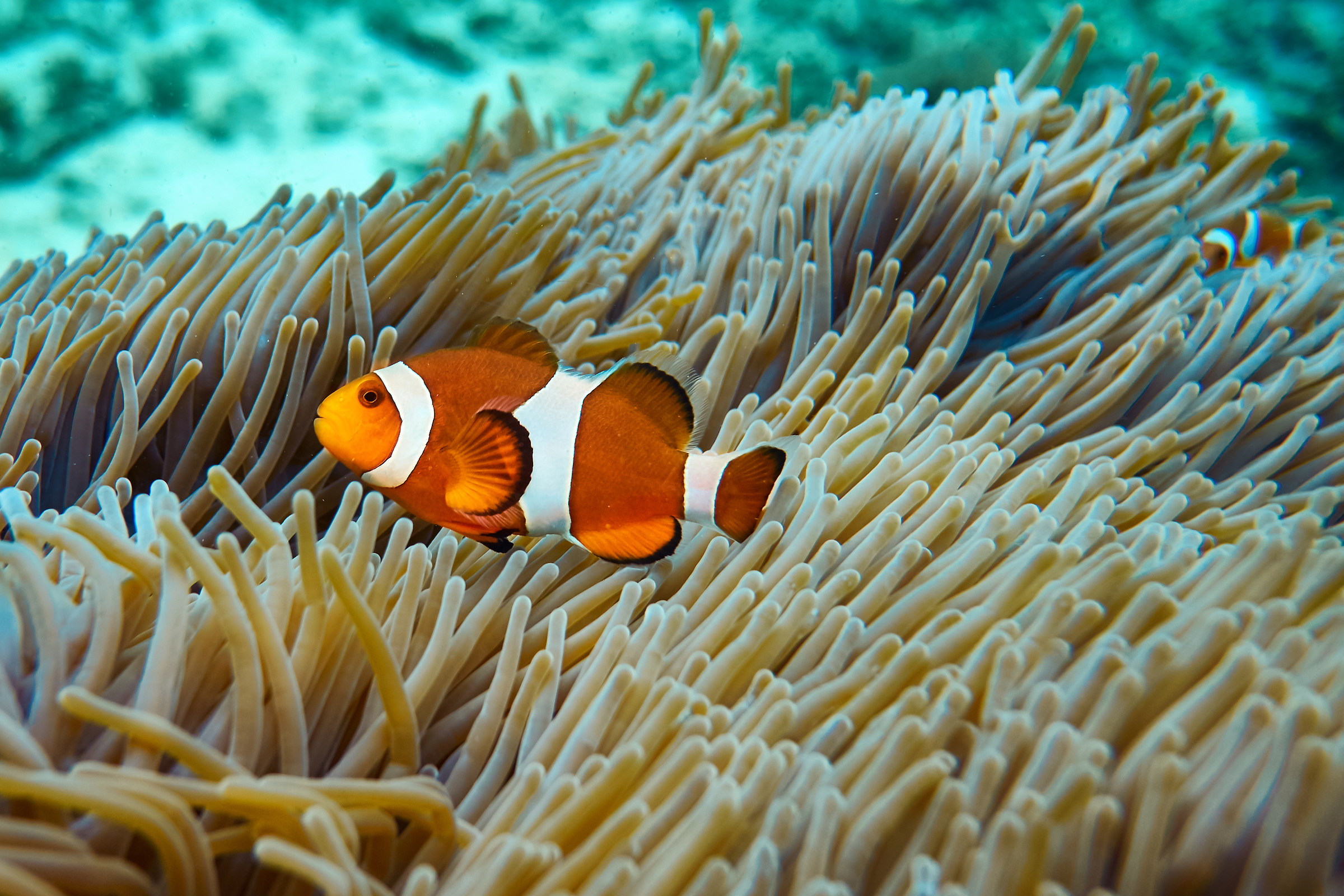 Ho trovato Nemo anche io ;)