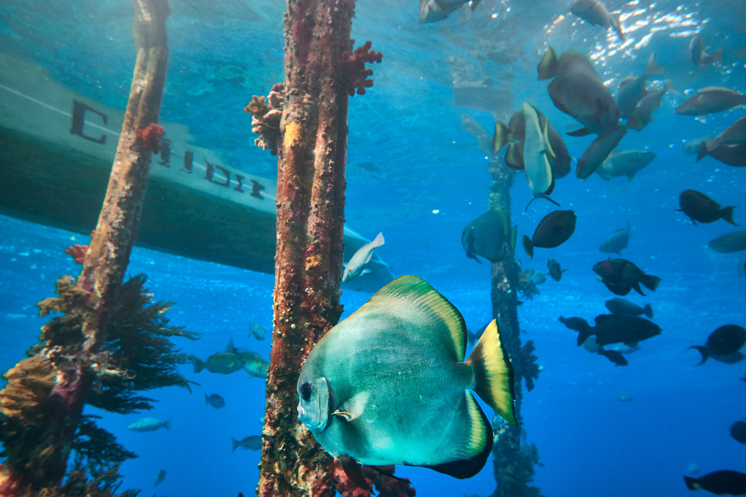 Three jettys free diving