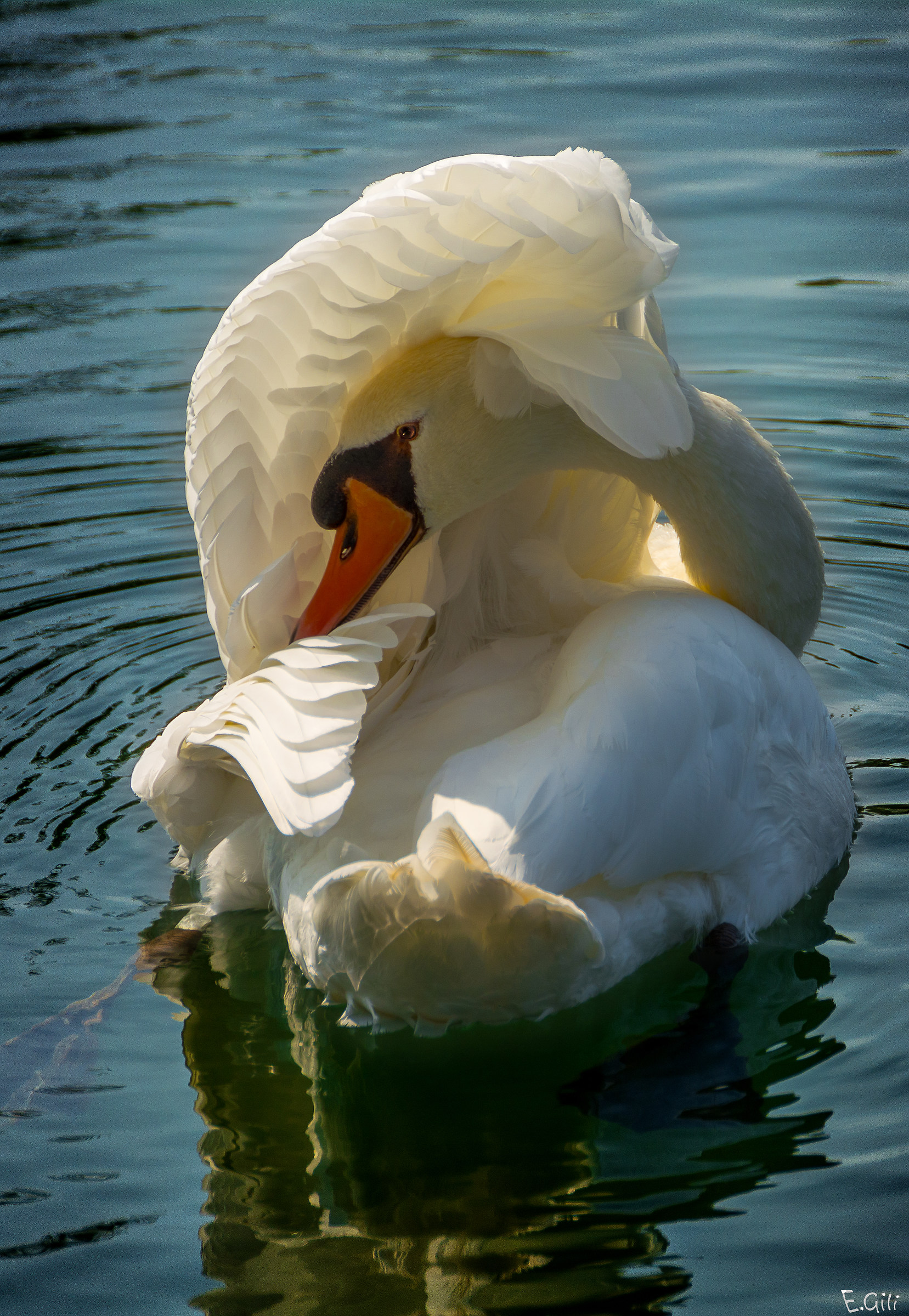 Shy swan