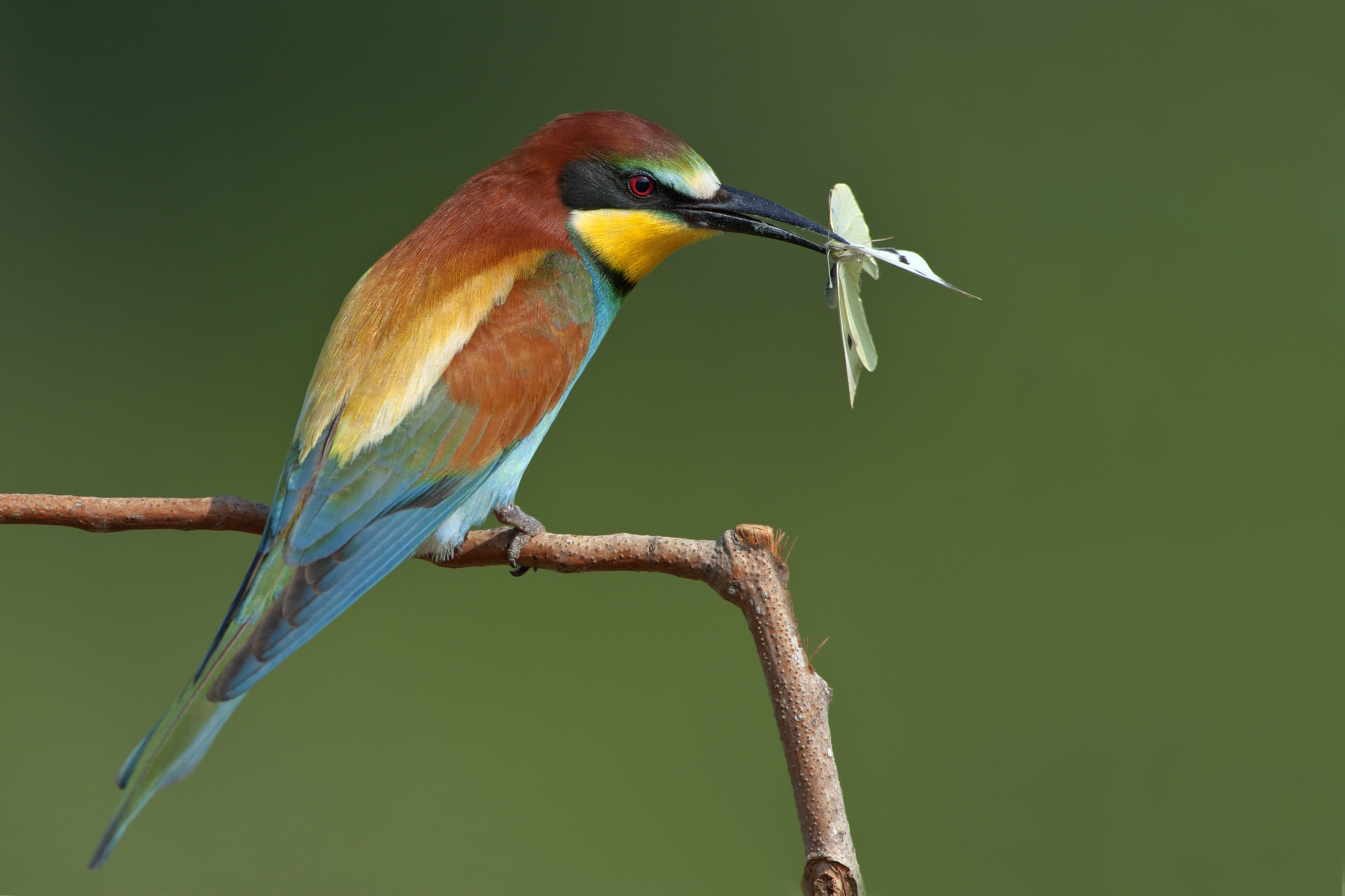 bee-eater with butterfly