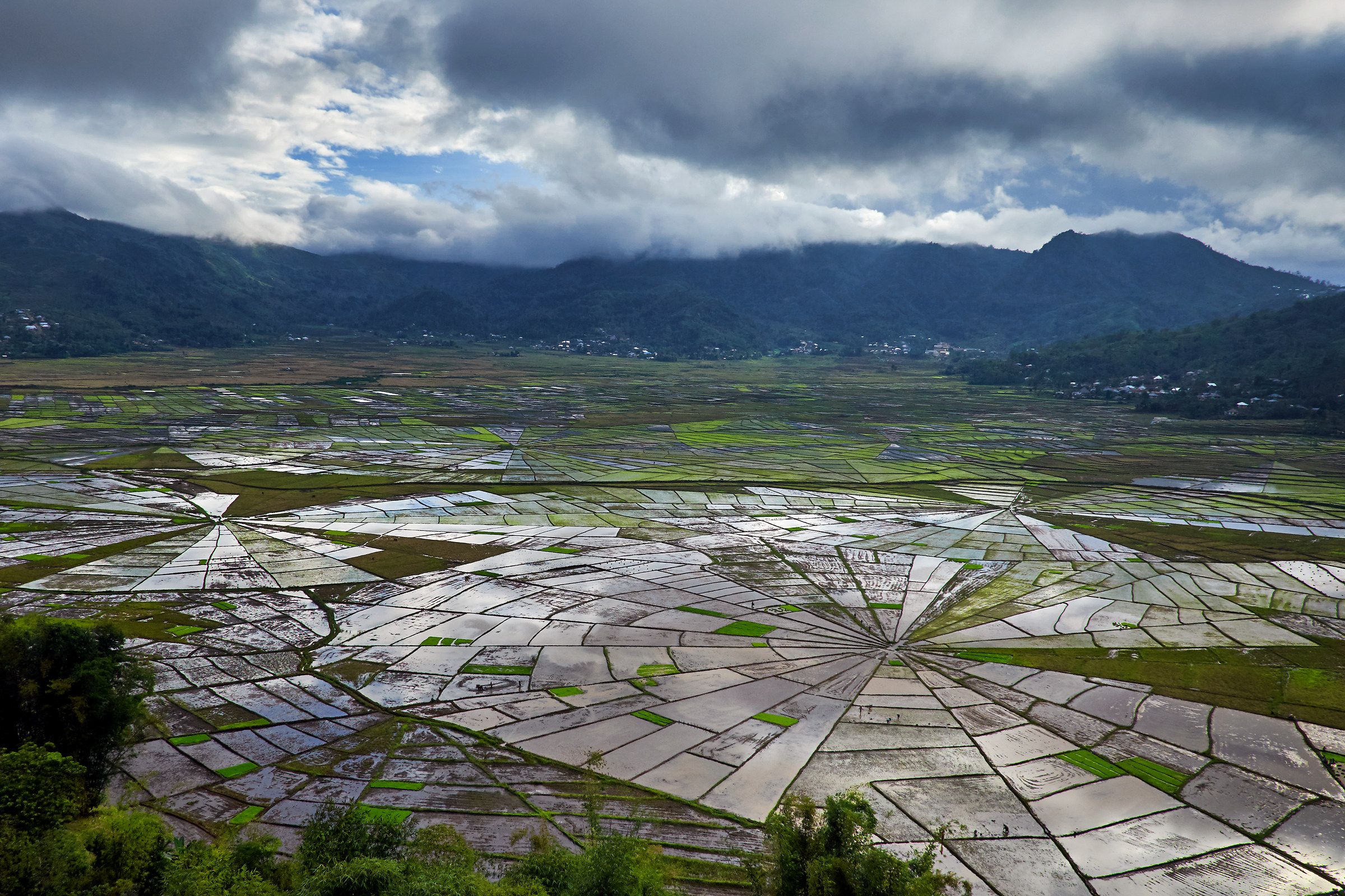 Spiderweb Rice Field
