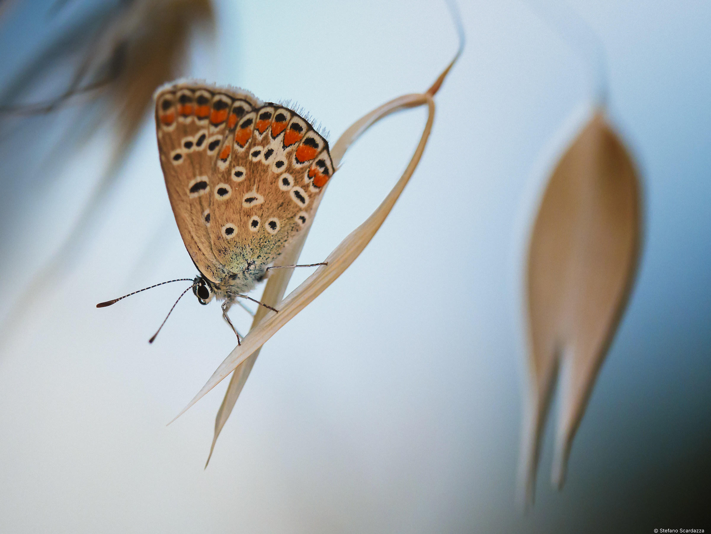 Polyommatus icarus...