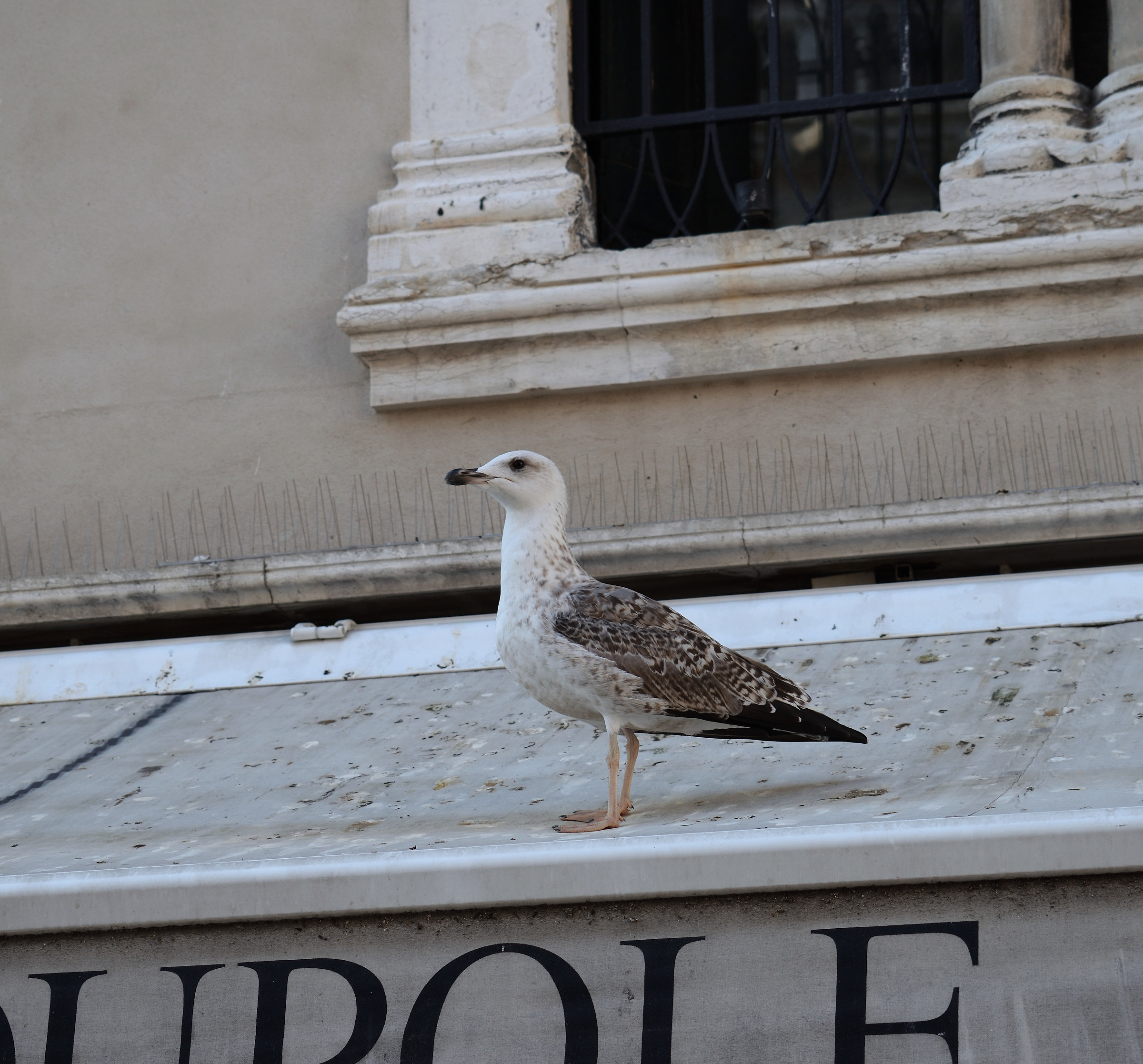 Seagull