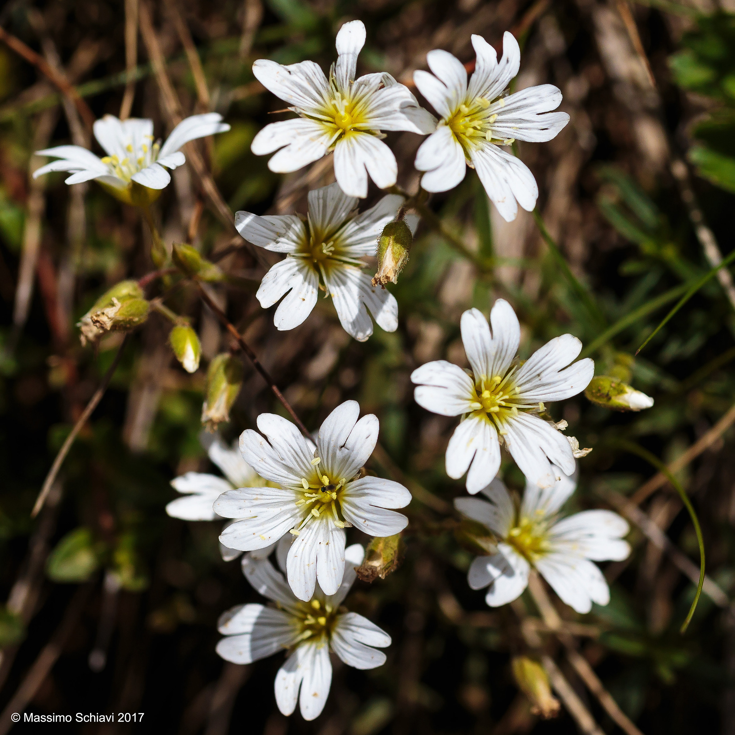Cerastium arvense - Peverine with narrow leaves.