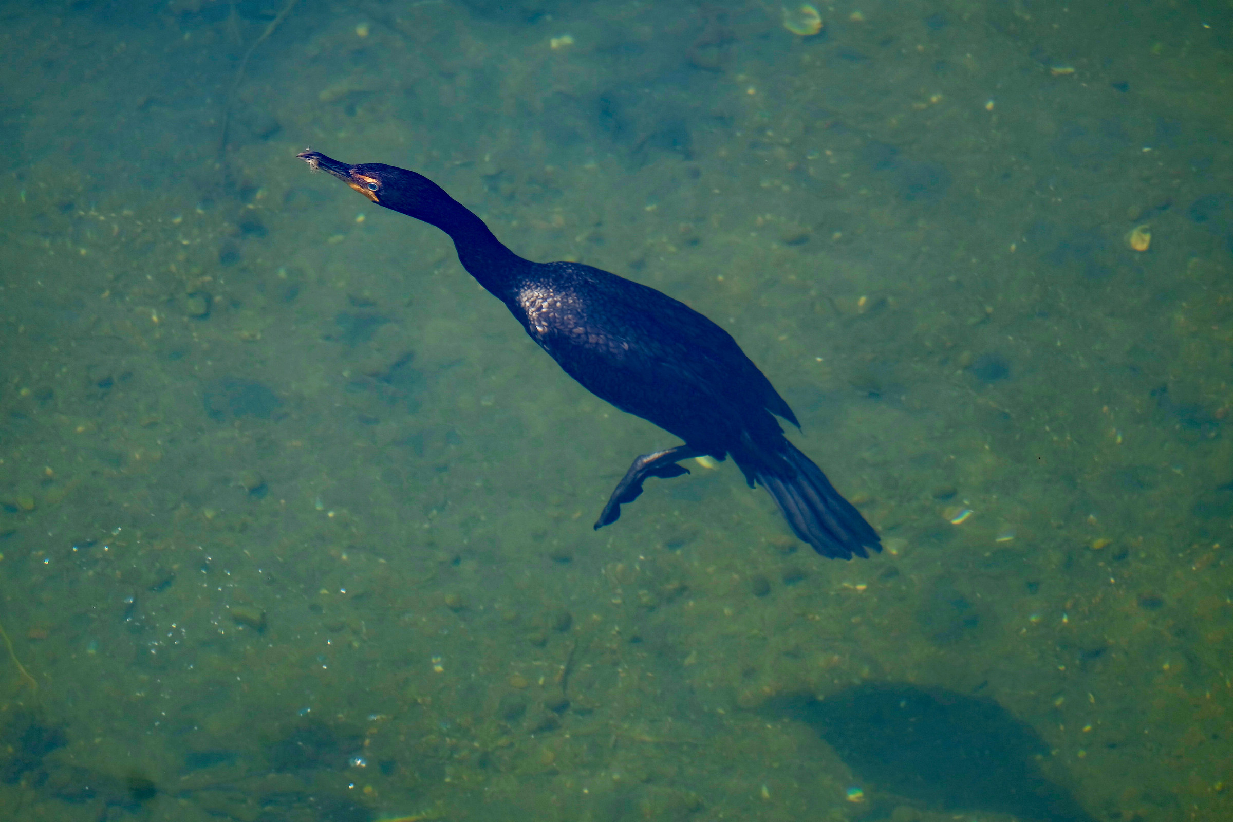 Cormorant
