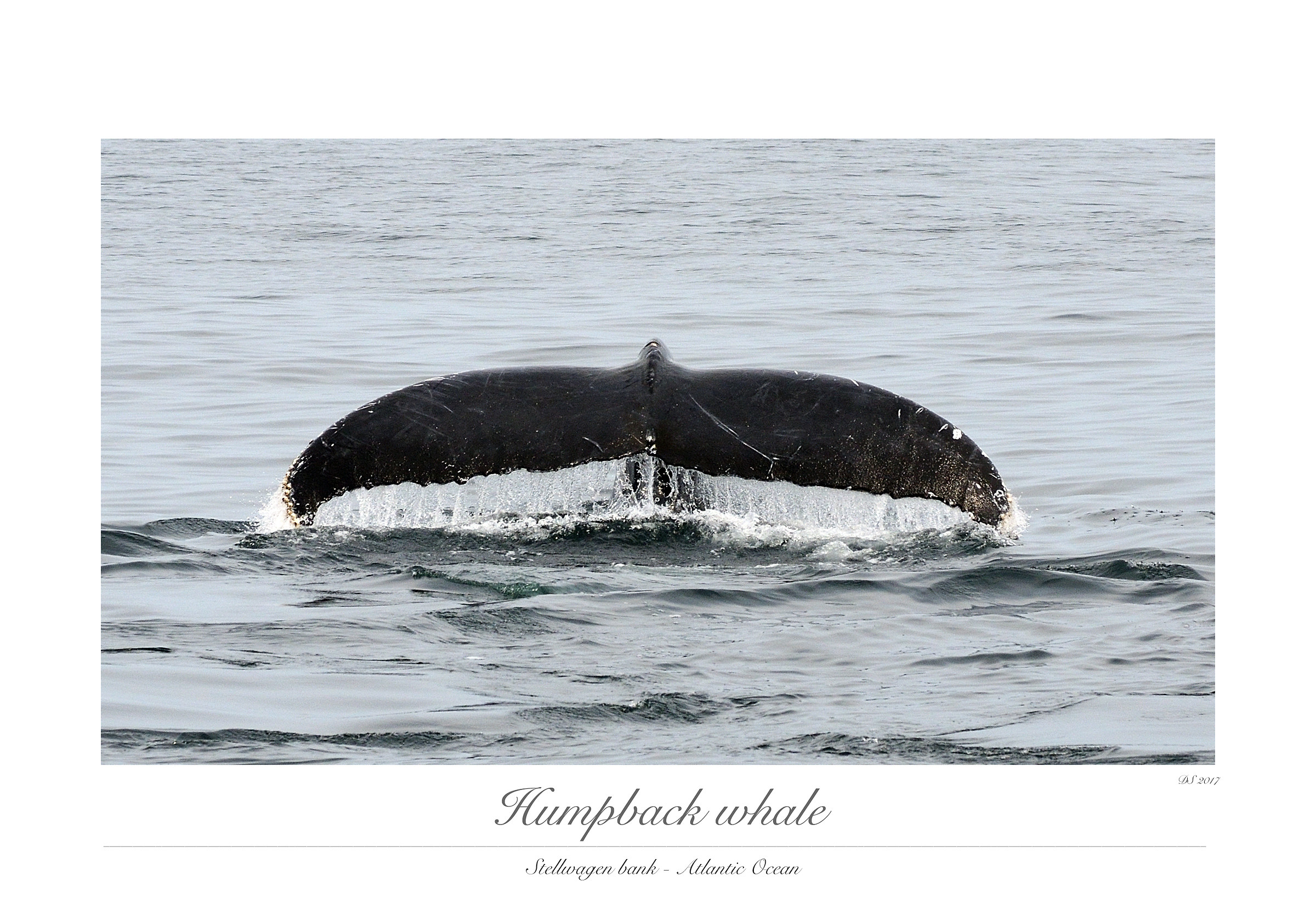 Humpback Whale
