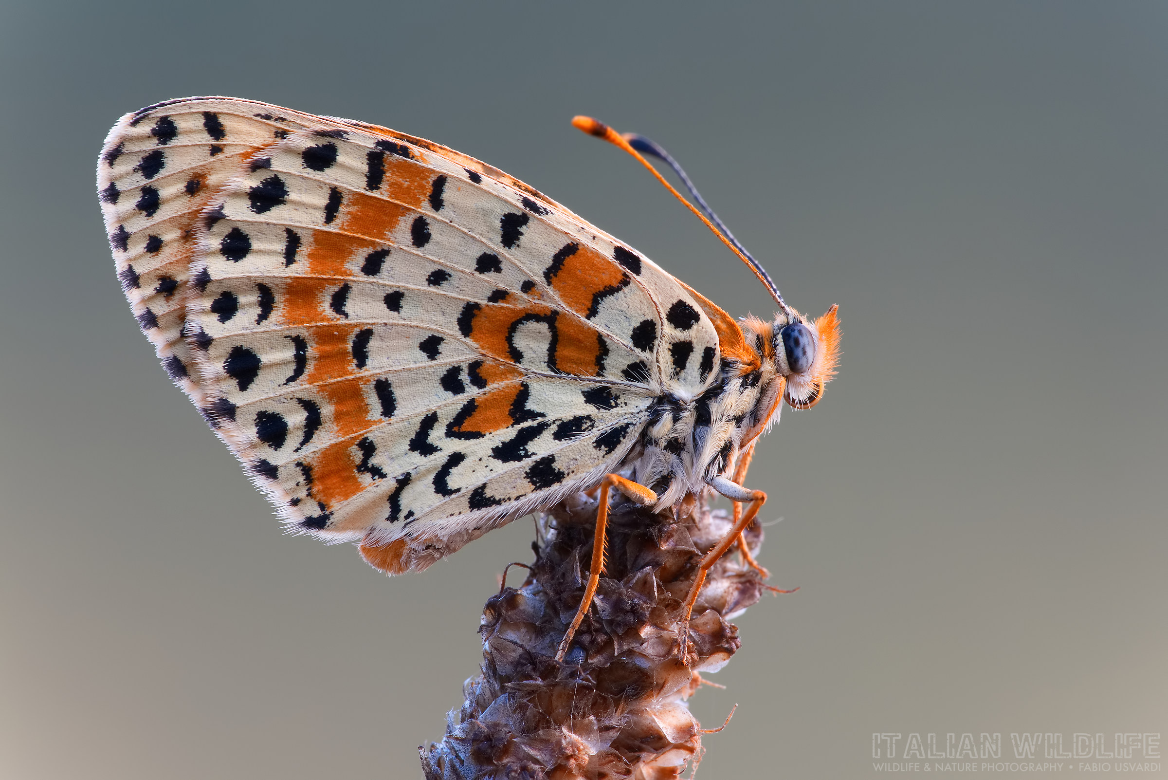 Melitaea didyma