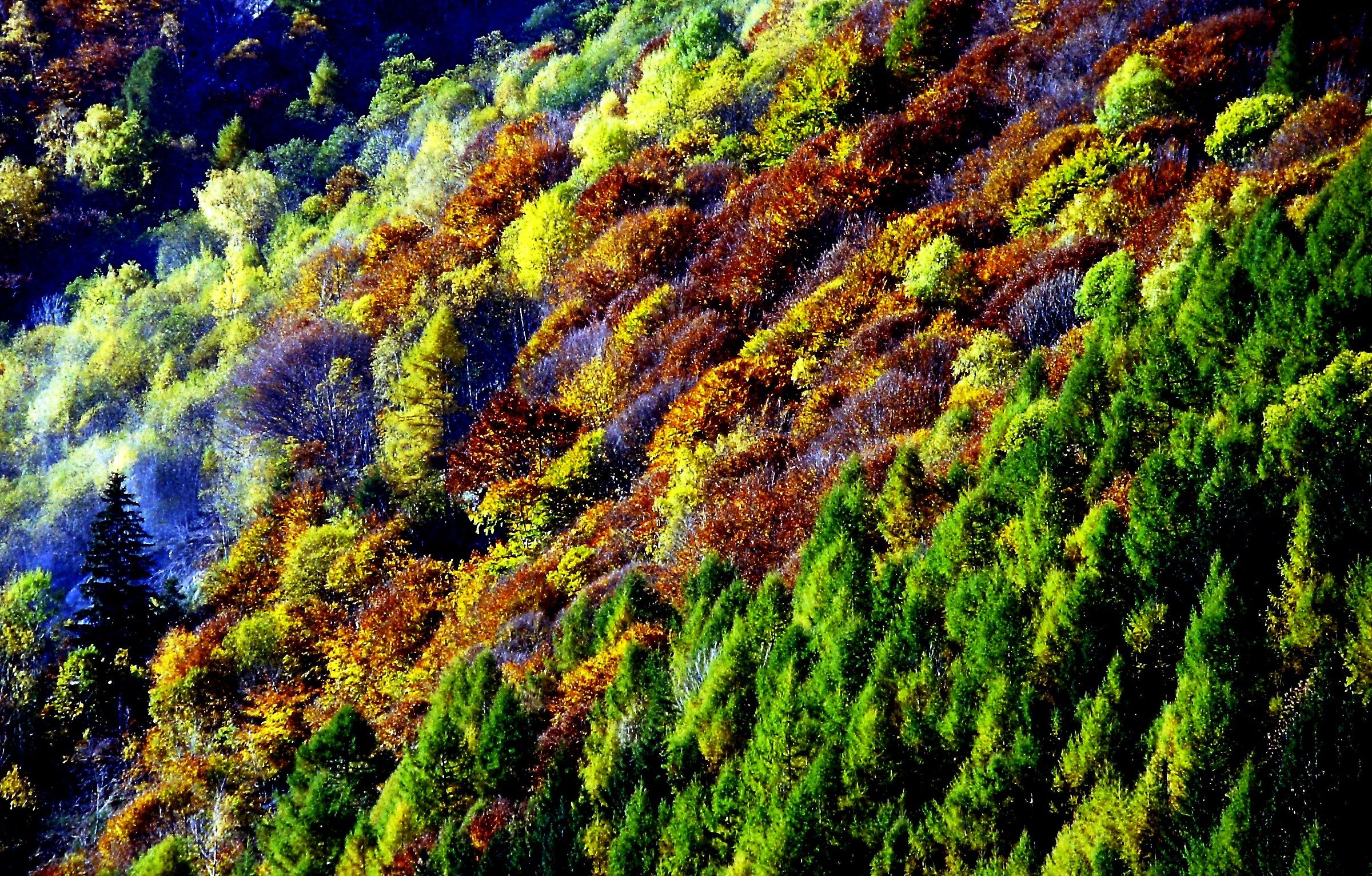 187 - la lotta tra il verde ed il bruno - SO Val Masino