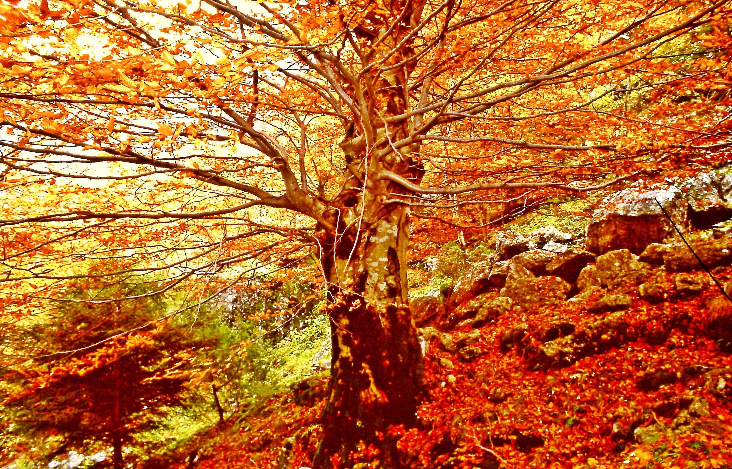 189 - il bosco d'autunno - SO Val Masino