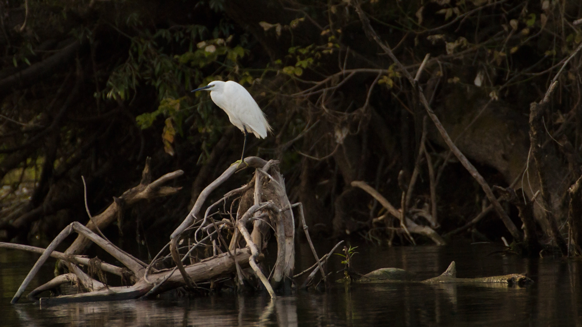 egret