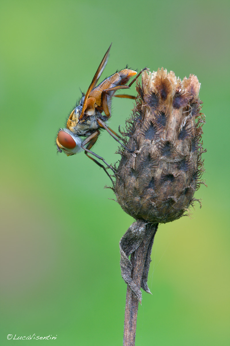 Ectophasia crassipennis