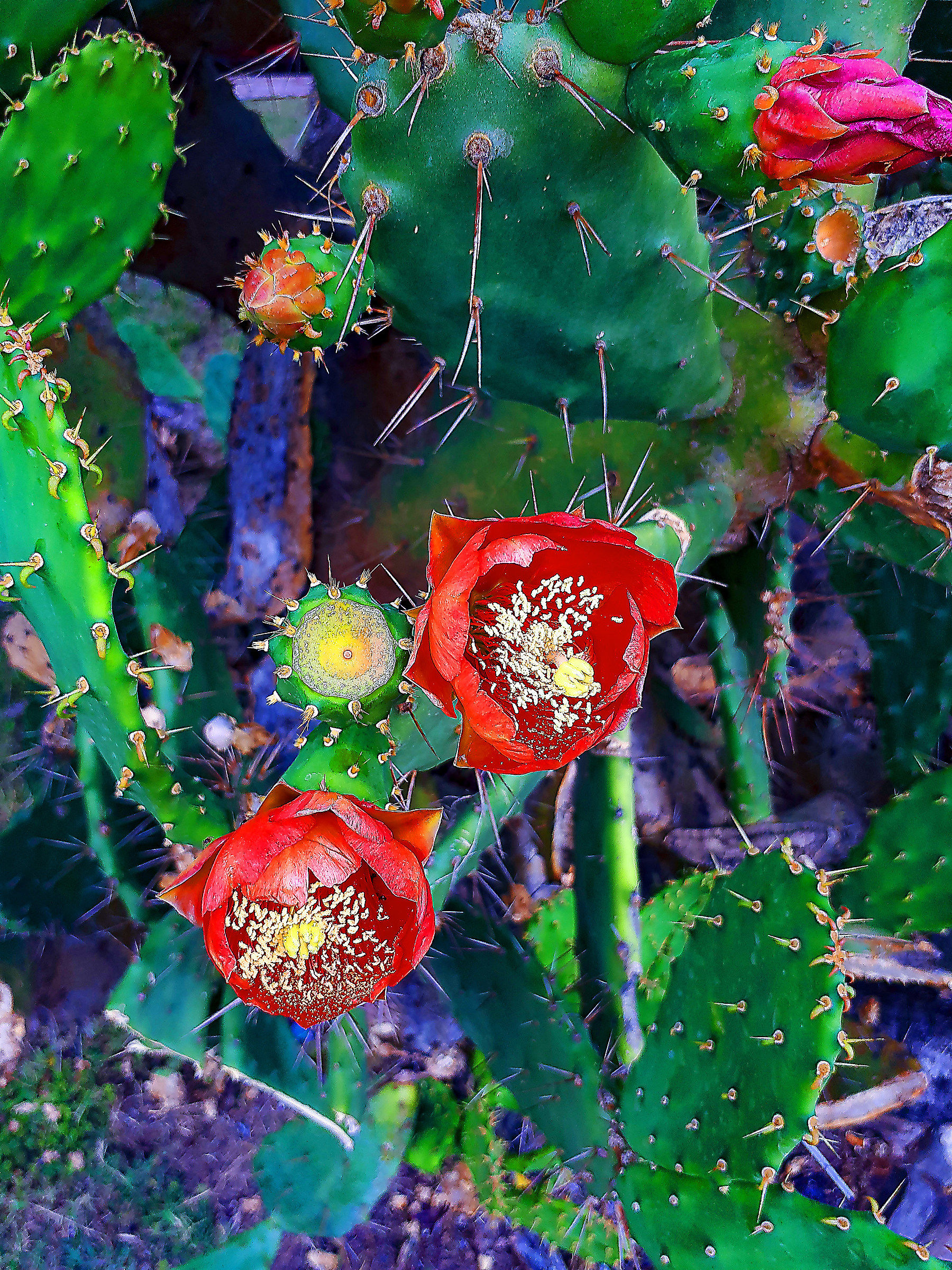 Piccolo fico d'india di Santa