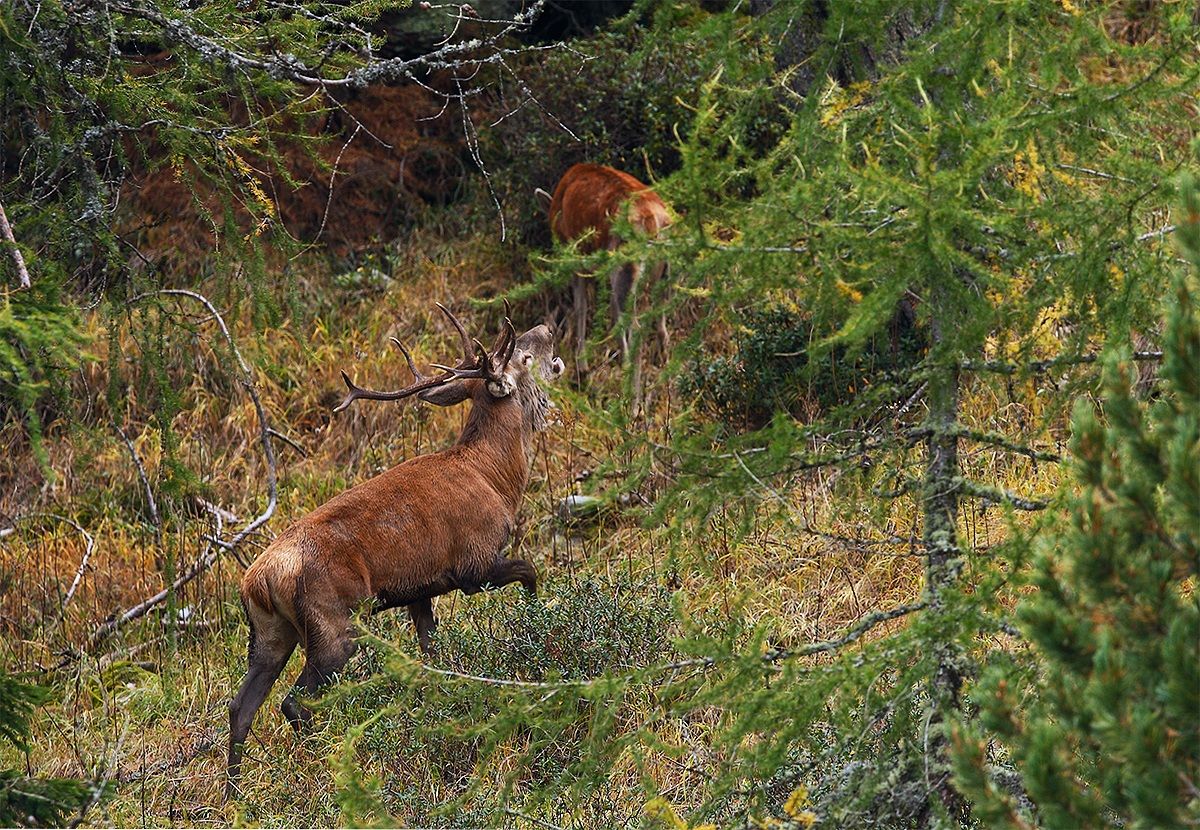 Dove bramiscono i cervi