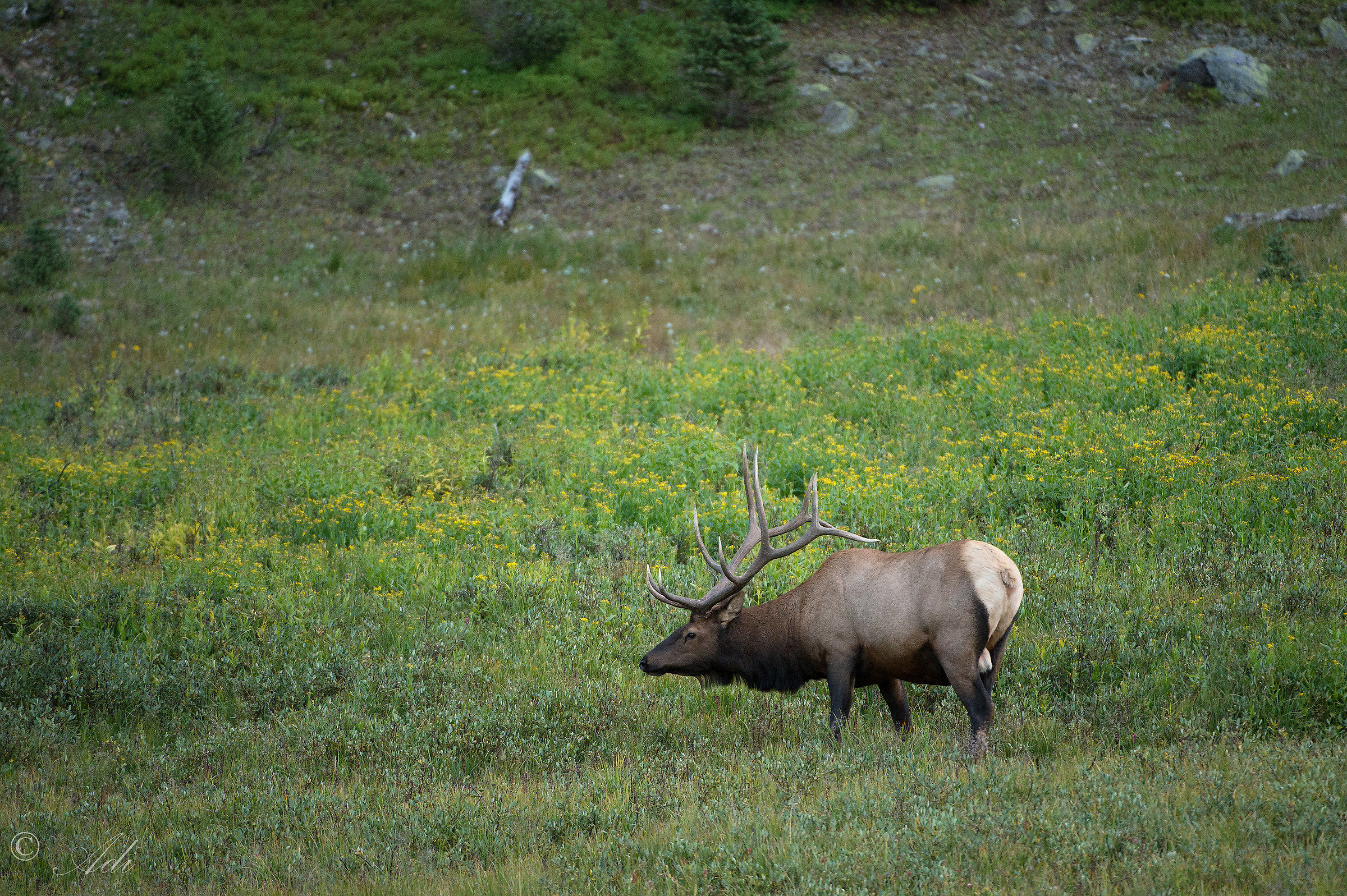 Montagne Rocciose Elk