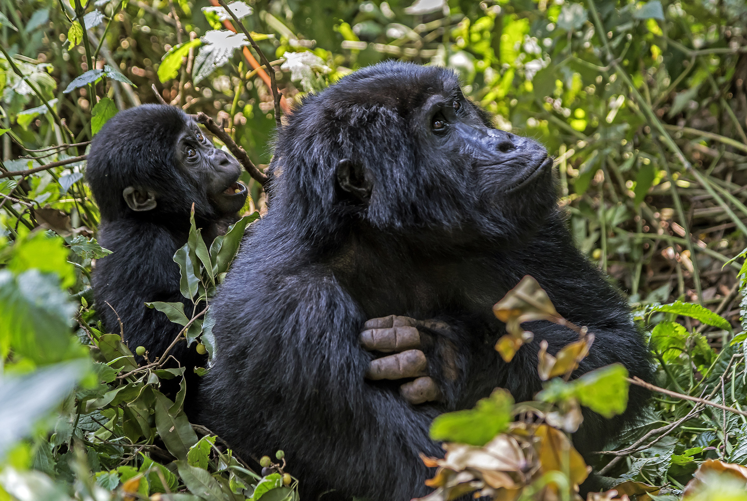 bwindi Forest, UGANDA