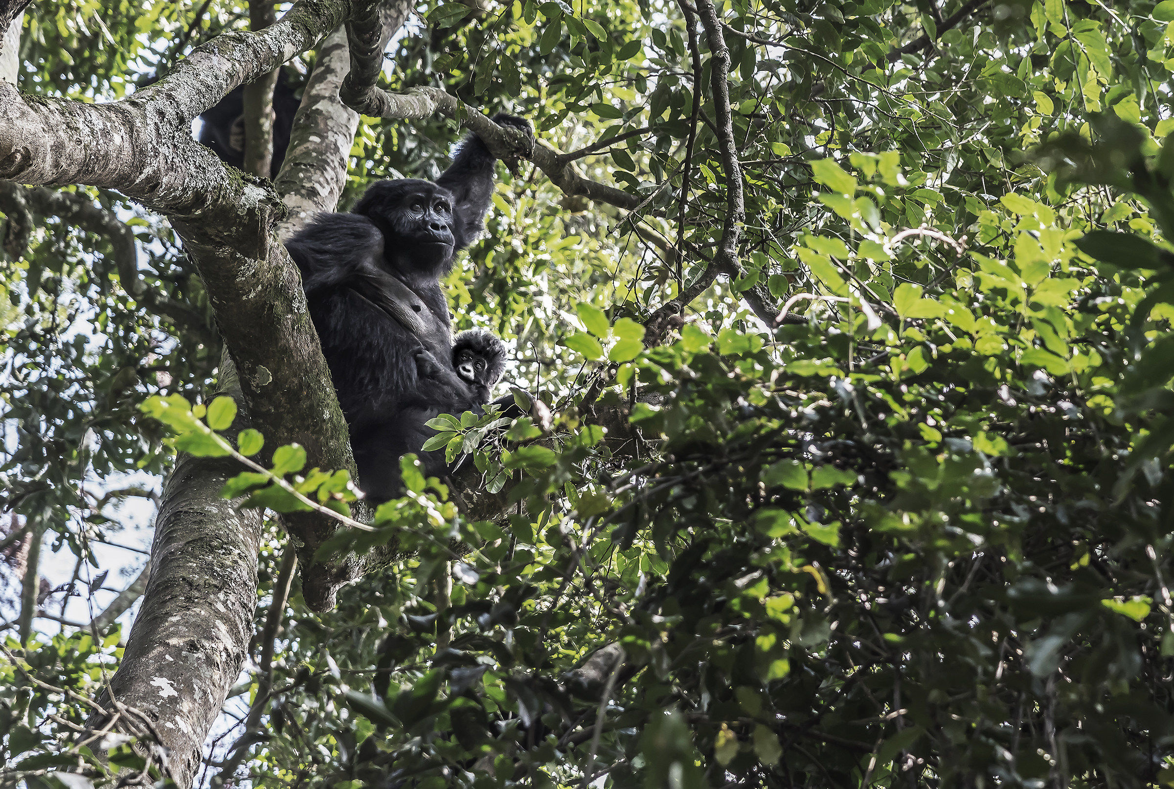 Gorilla - Bwindi Forest, UGANDA