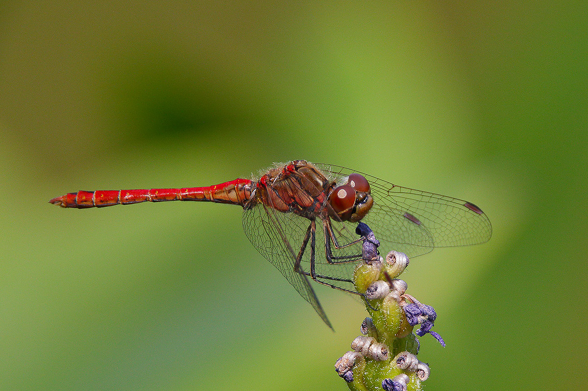 dragonfly