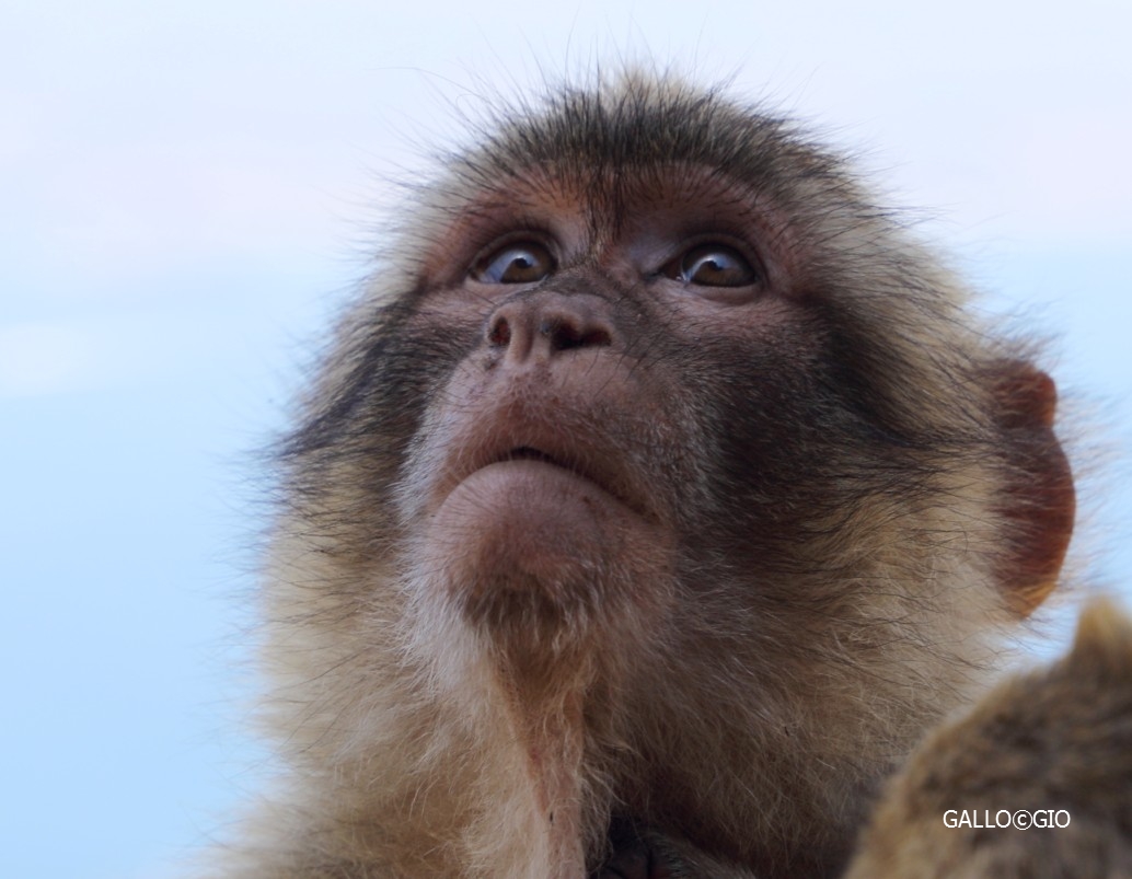 Gibraltar monkey