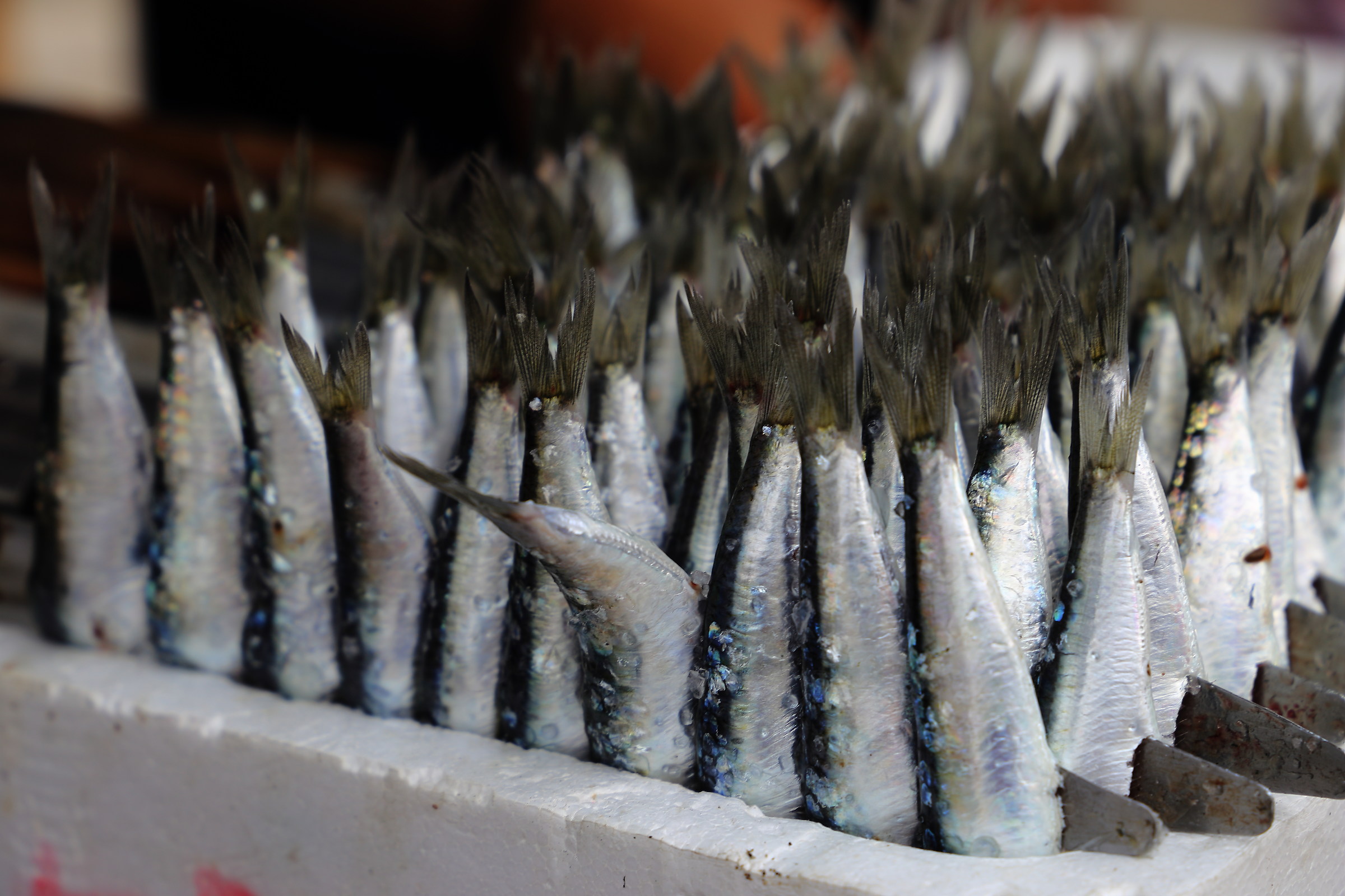sardine alla plancha
