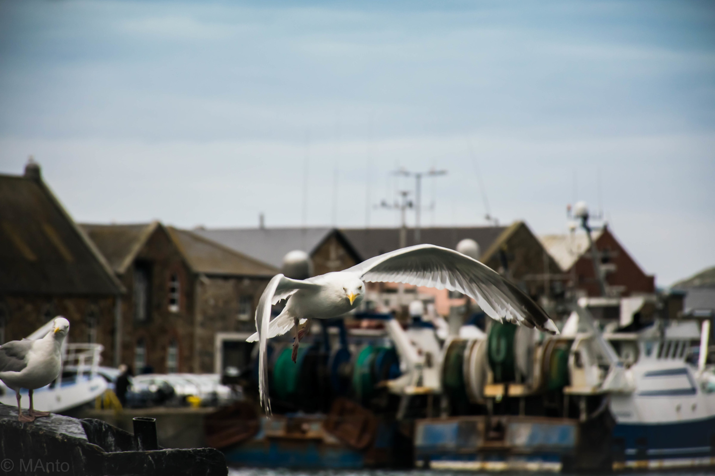 flying in the fishing port at Howth