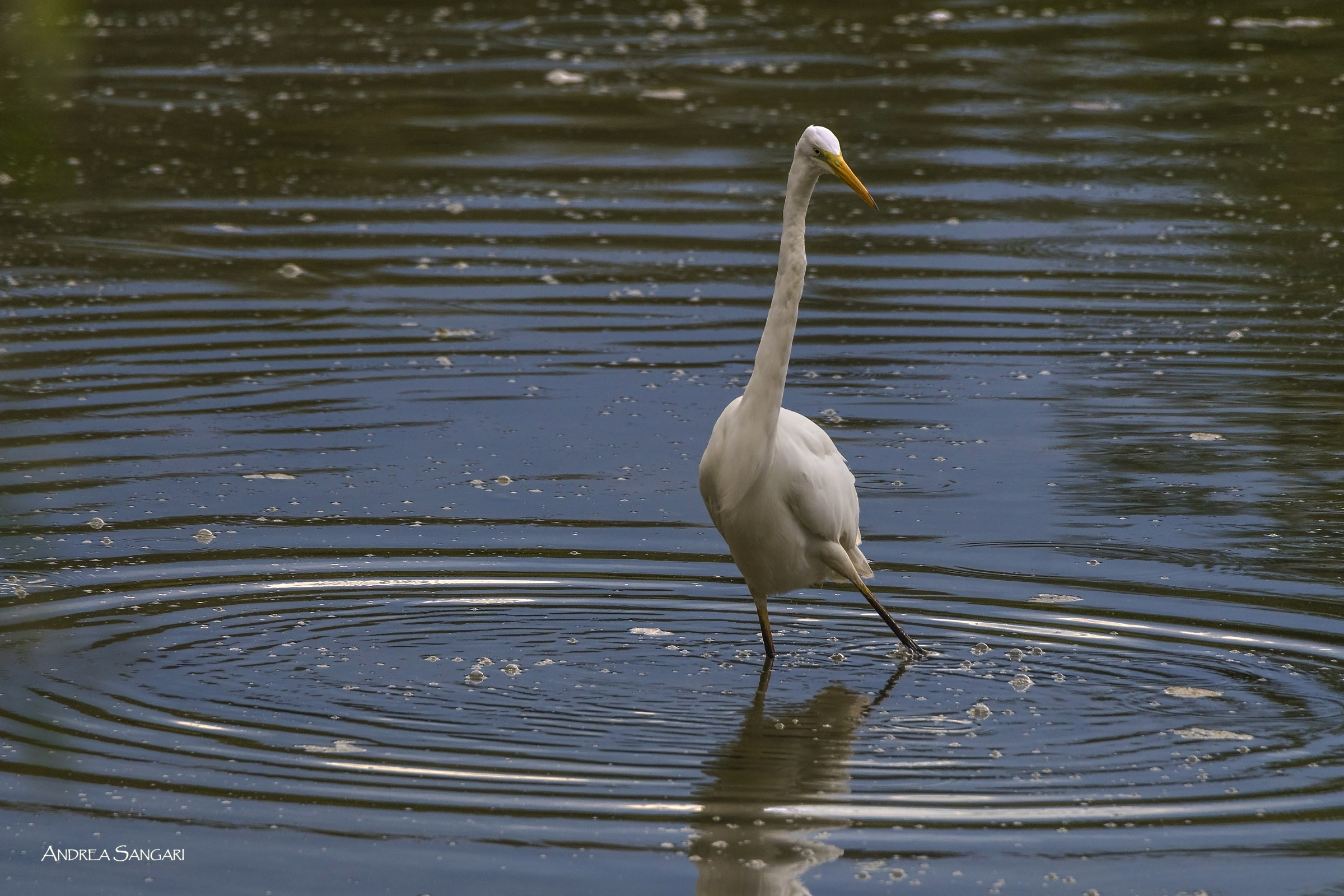 Il ballo dell'airone bianco