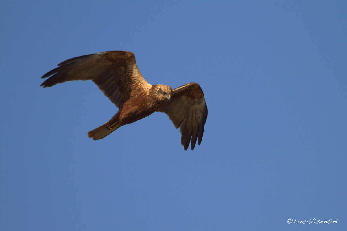 Marsh Harrier