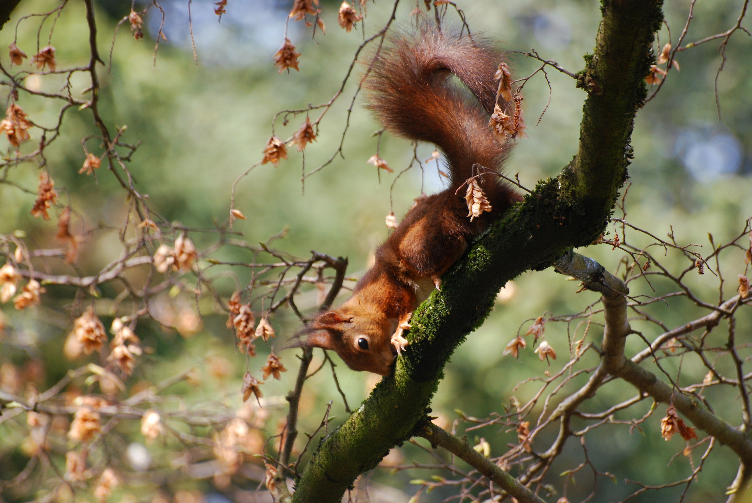 Red Squirrel