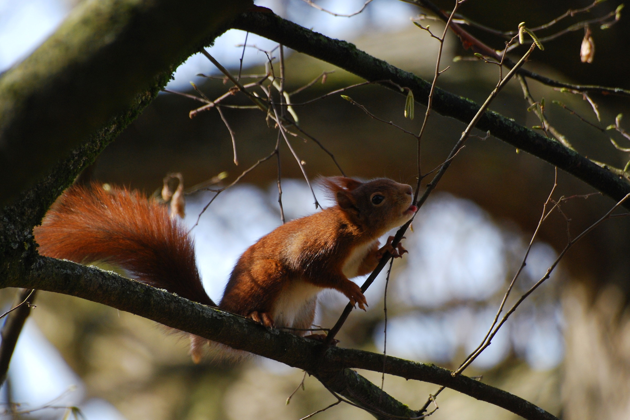 Red Squirrel