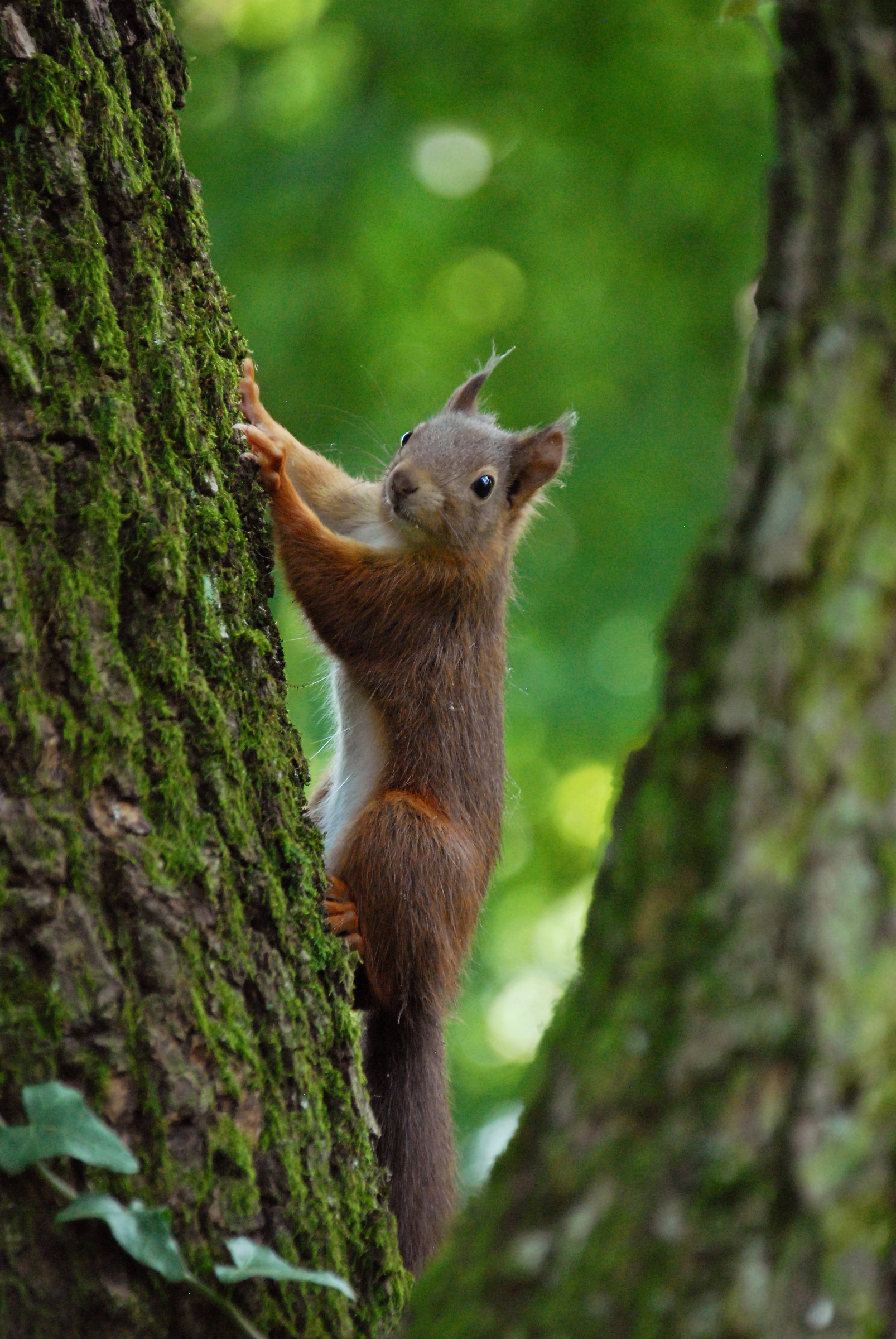 Red Squirrel