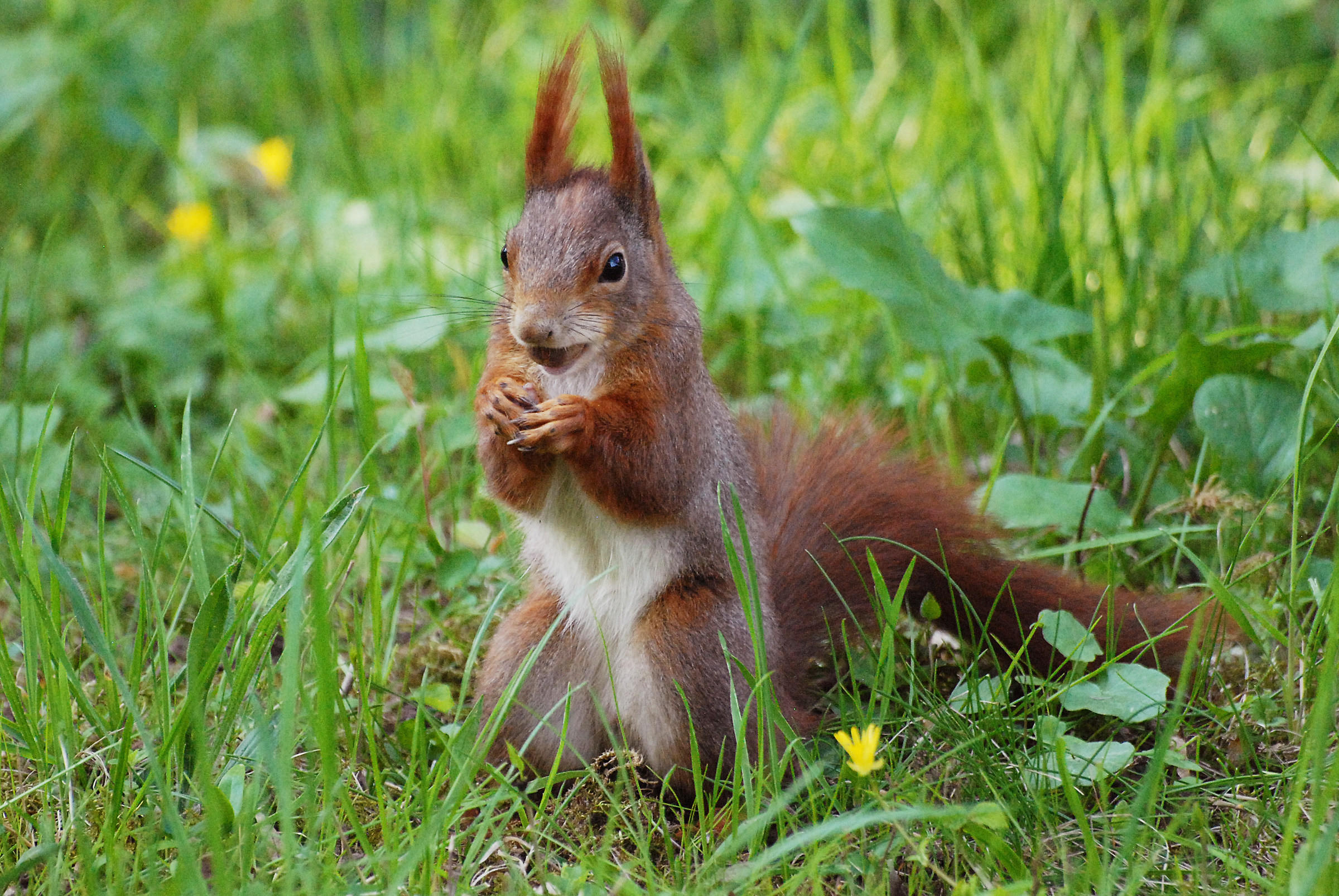 Red Squirrel