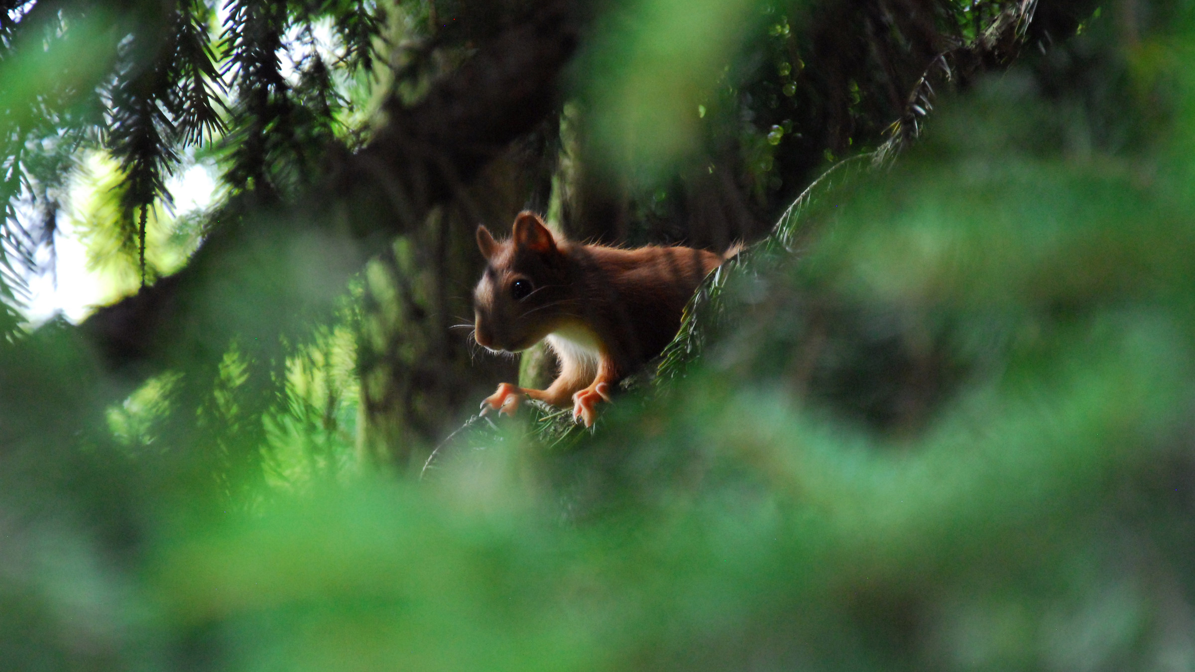 Red Squirrel