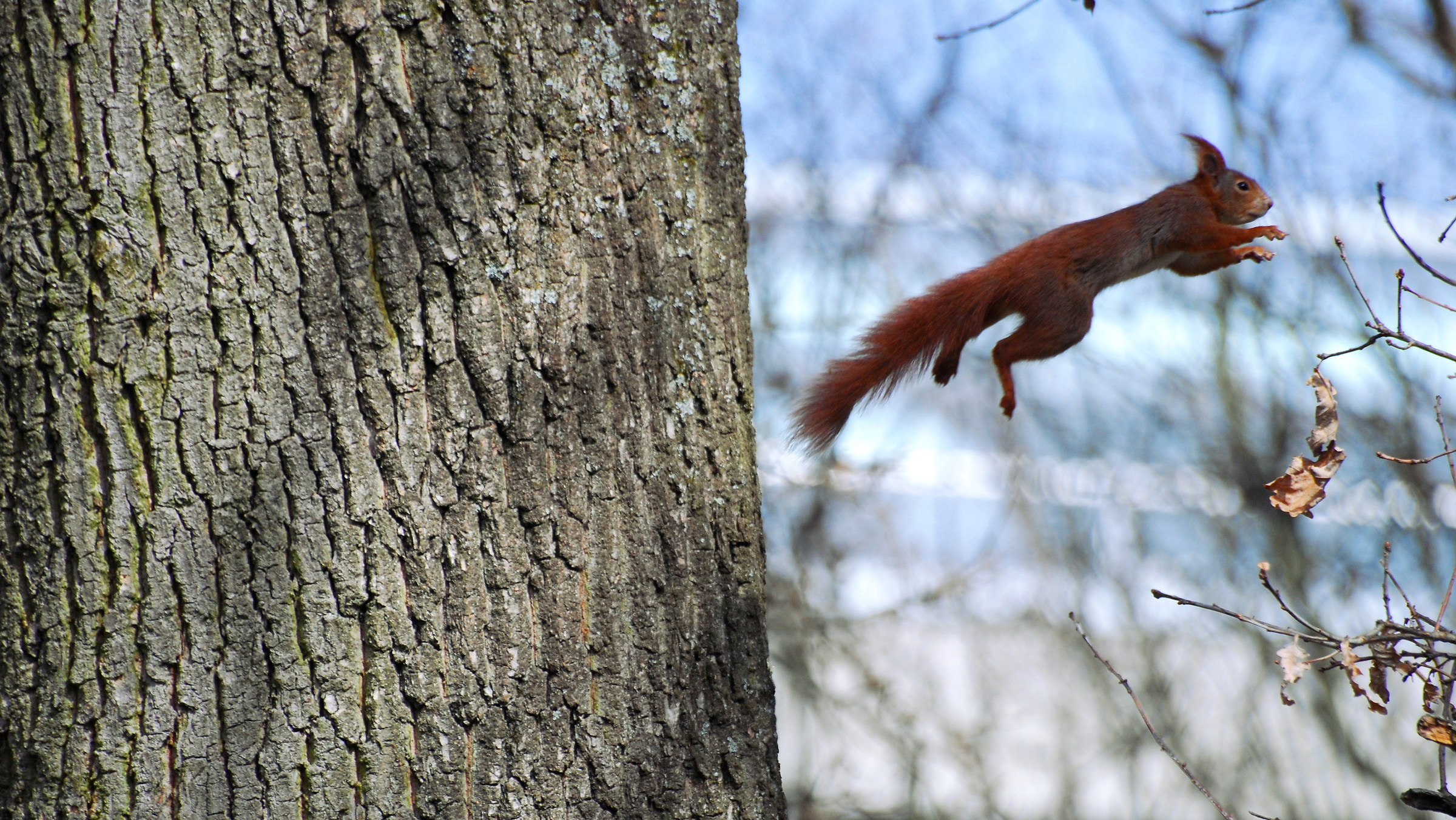 Red Squirrel