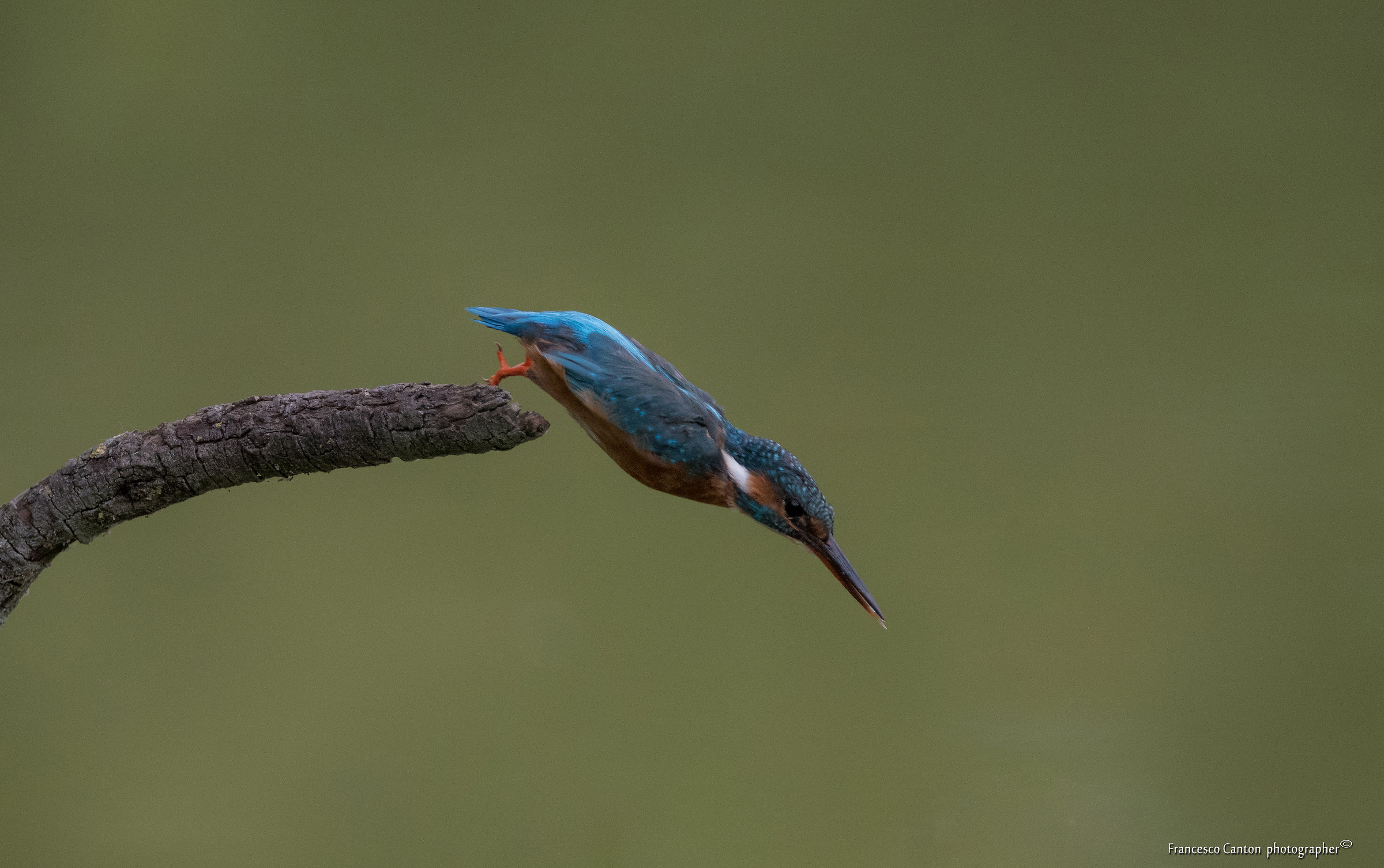 Kingfisher